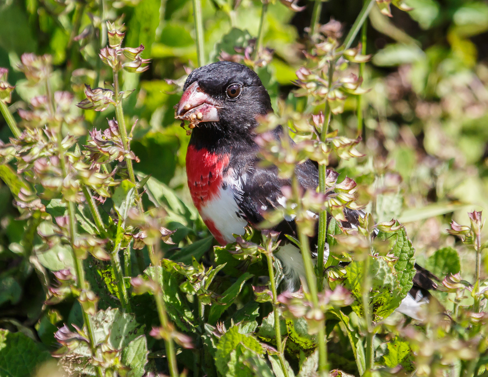 Rose-breasted Grossbeak