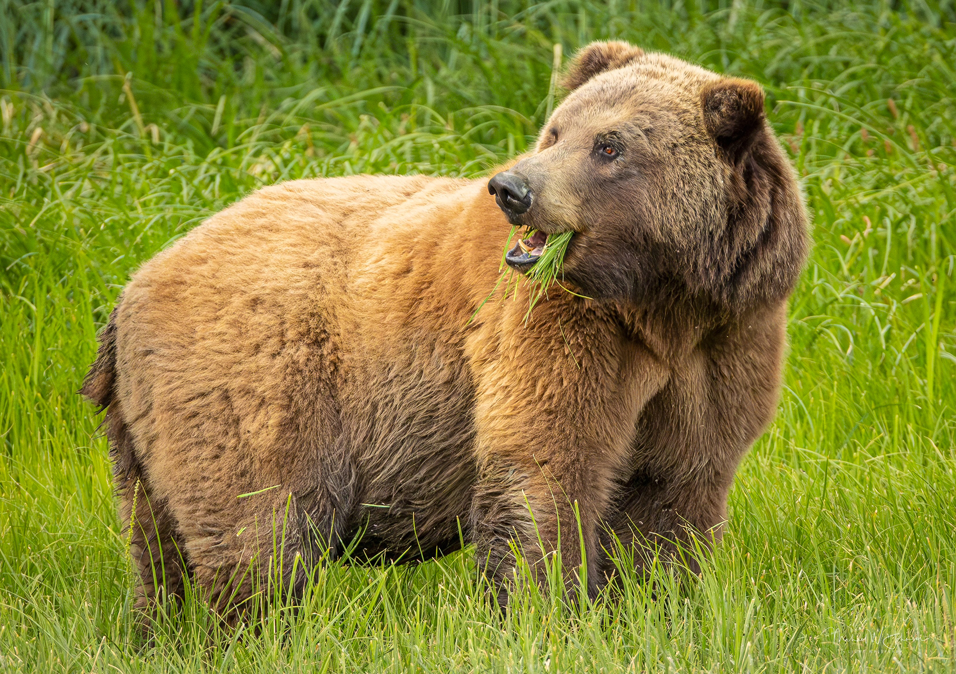 Brown Bear - Big Sow