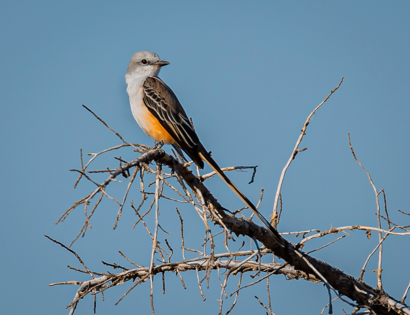 Scissor-tailed Flycatcher