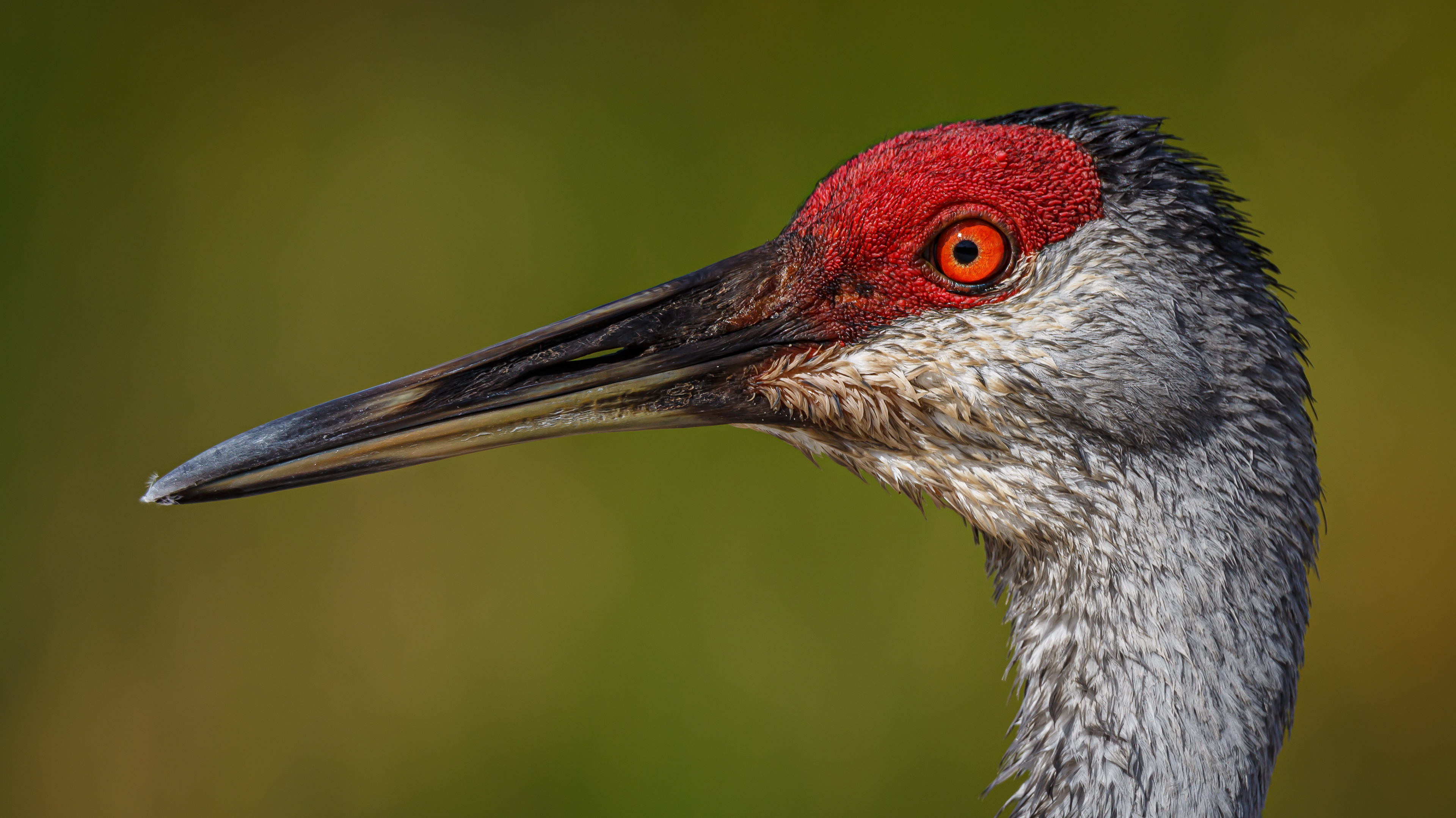 Sandhill Crane