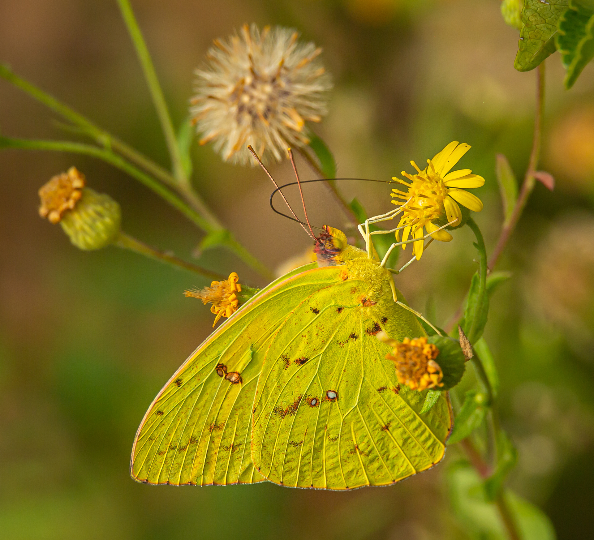 Orange Sulphur