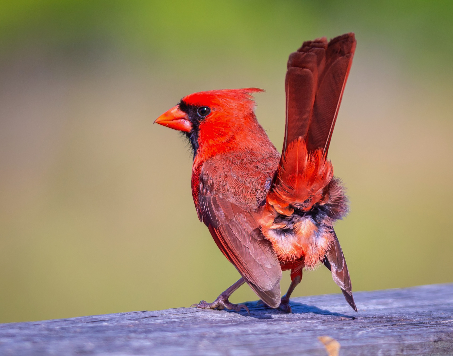 Ravnikar Gallery Spce - Ljubljana, Slovenia - September 27-29. 2019  Butt Out - Northern Cardinal 