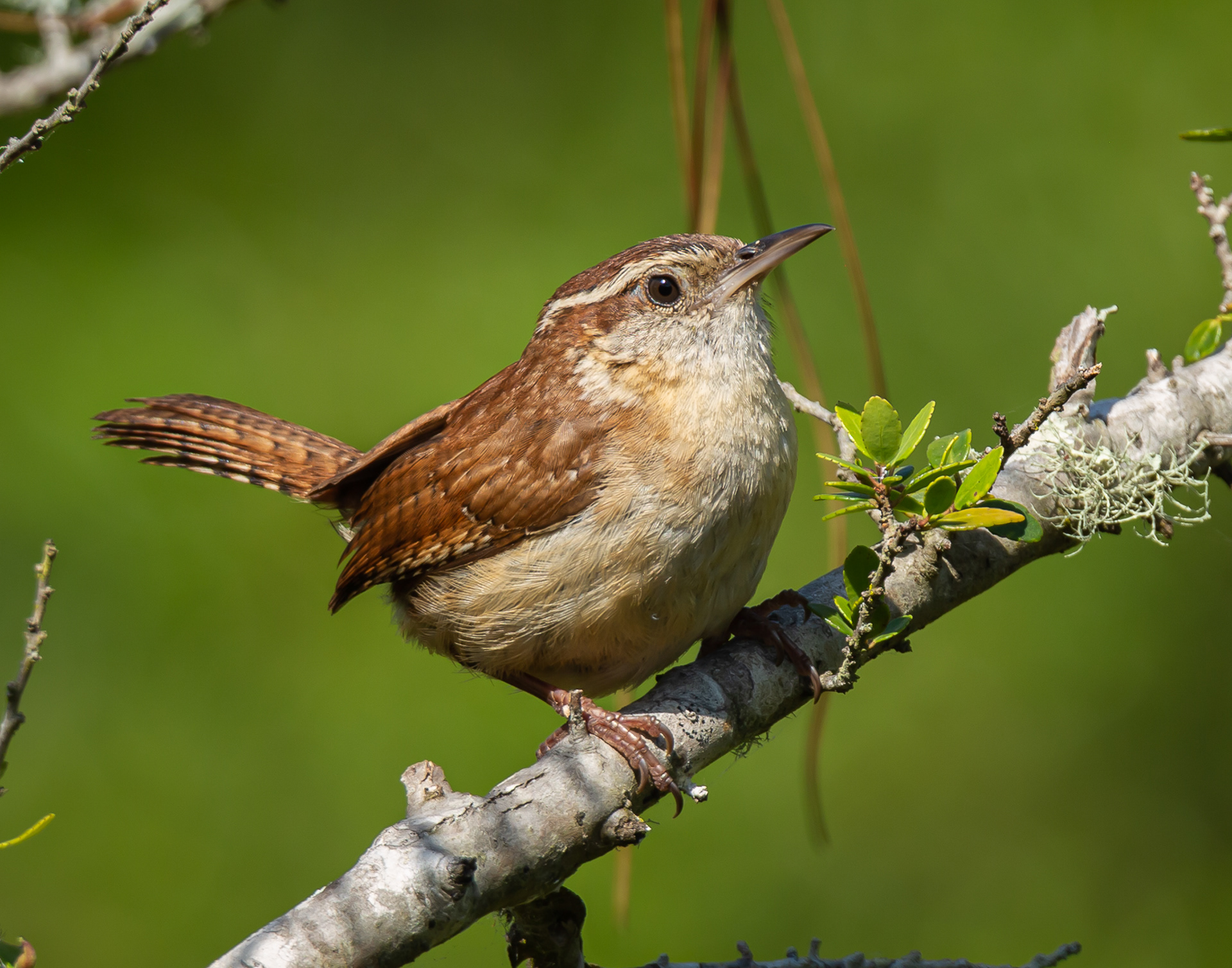 Carolina Wren