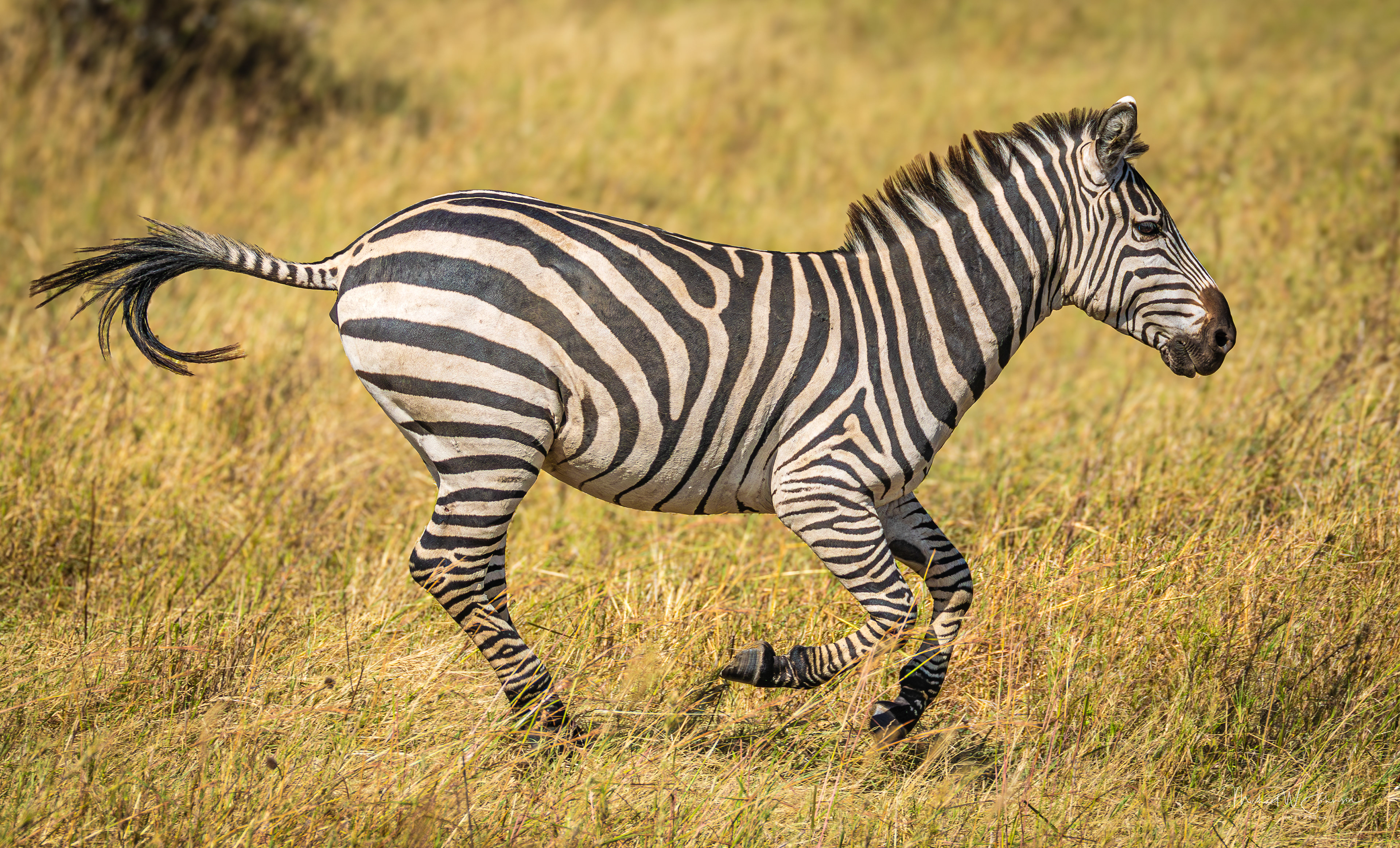 Zebra