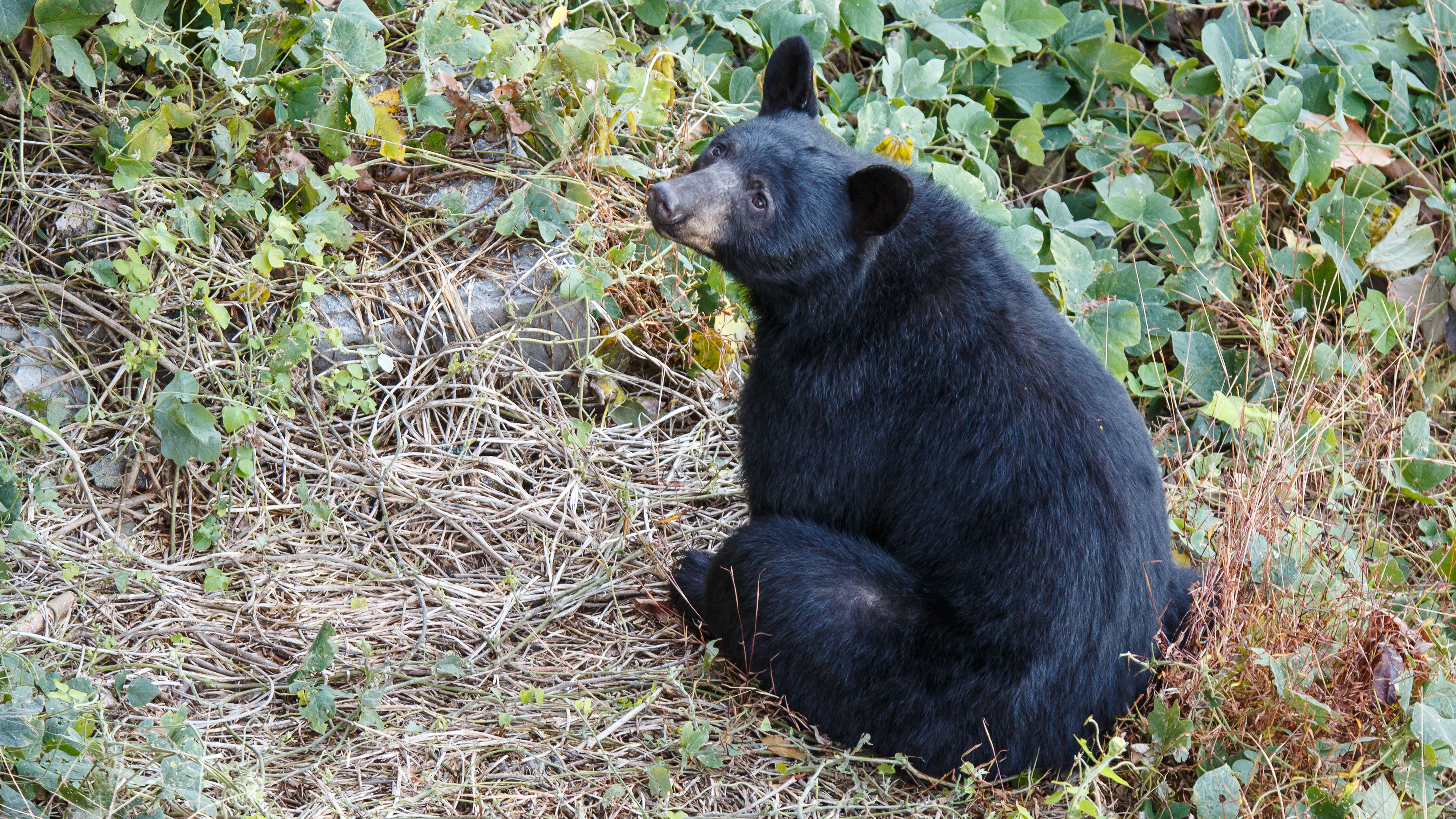 Black Bear