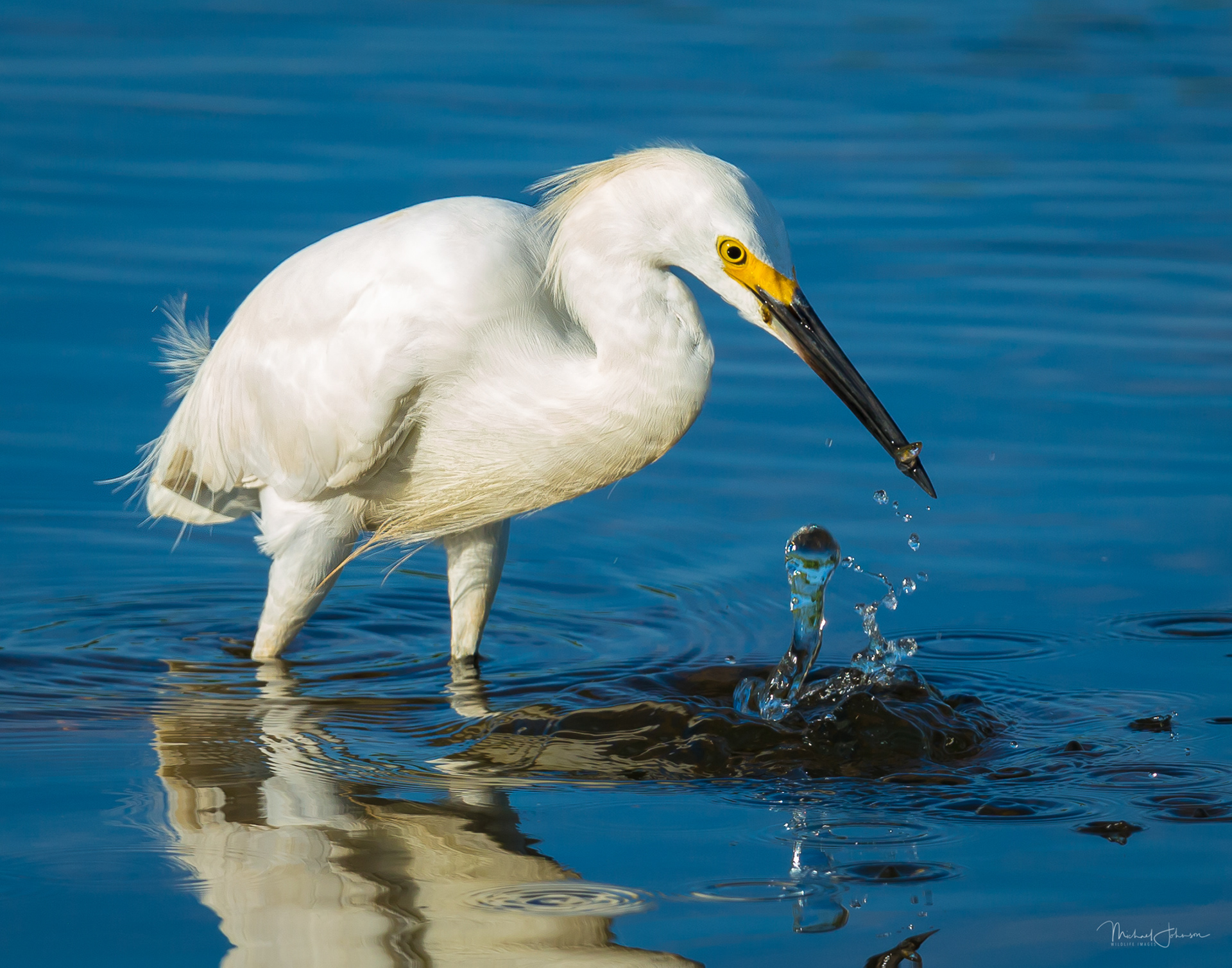 Snowy Egret