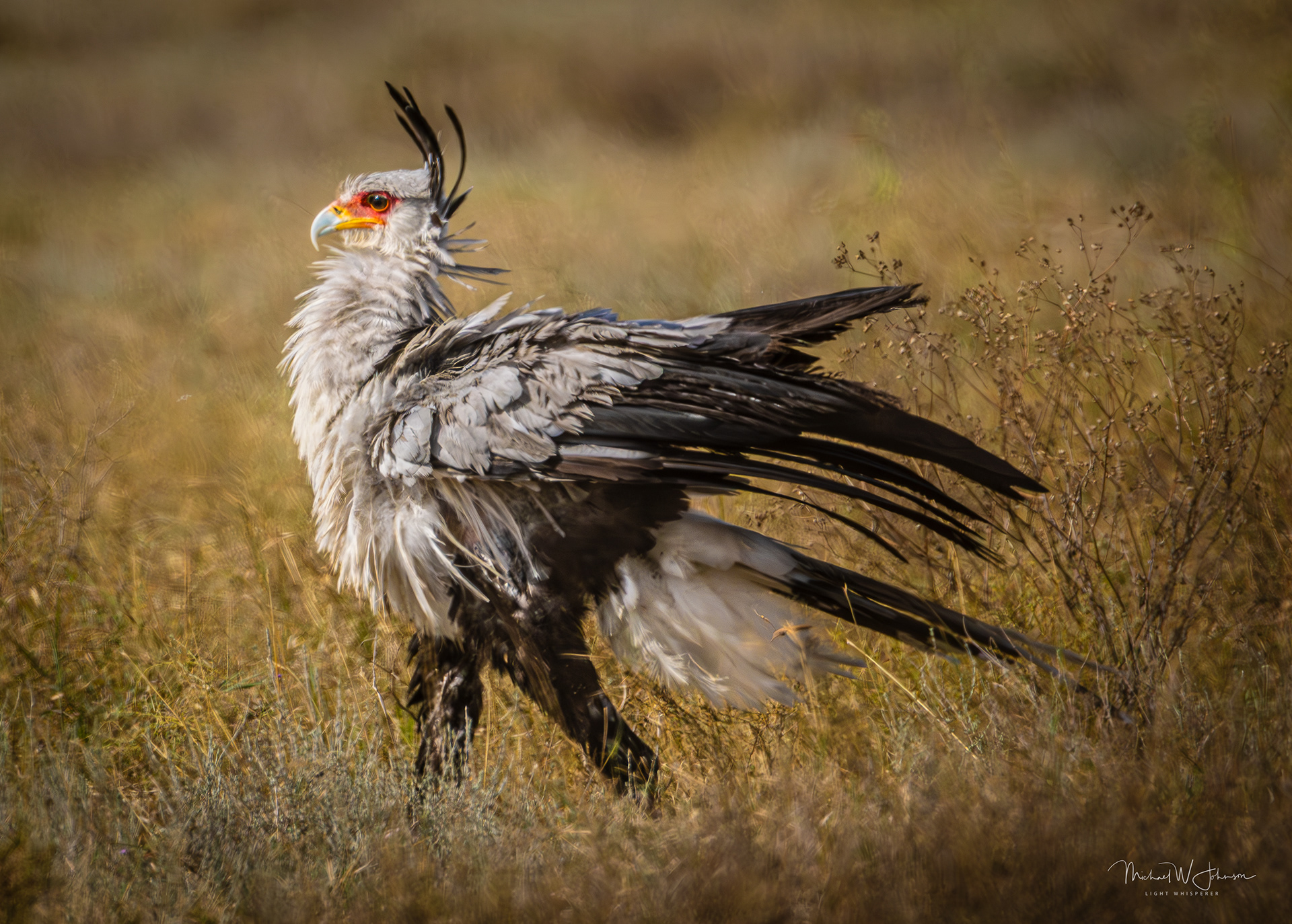 Secretary Bird