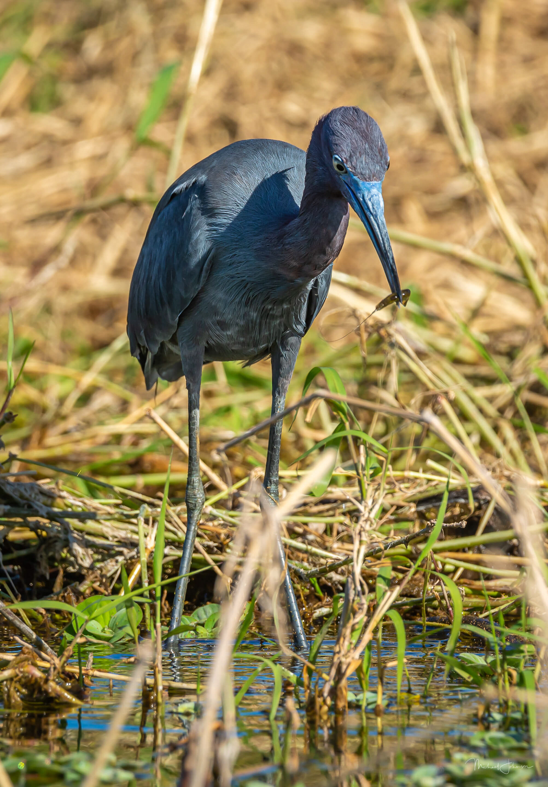 Little Blue Heron