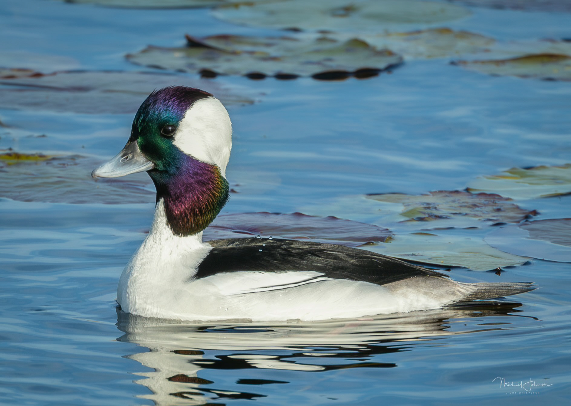 Bufflehead