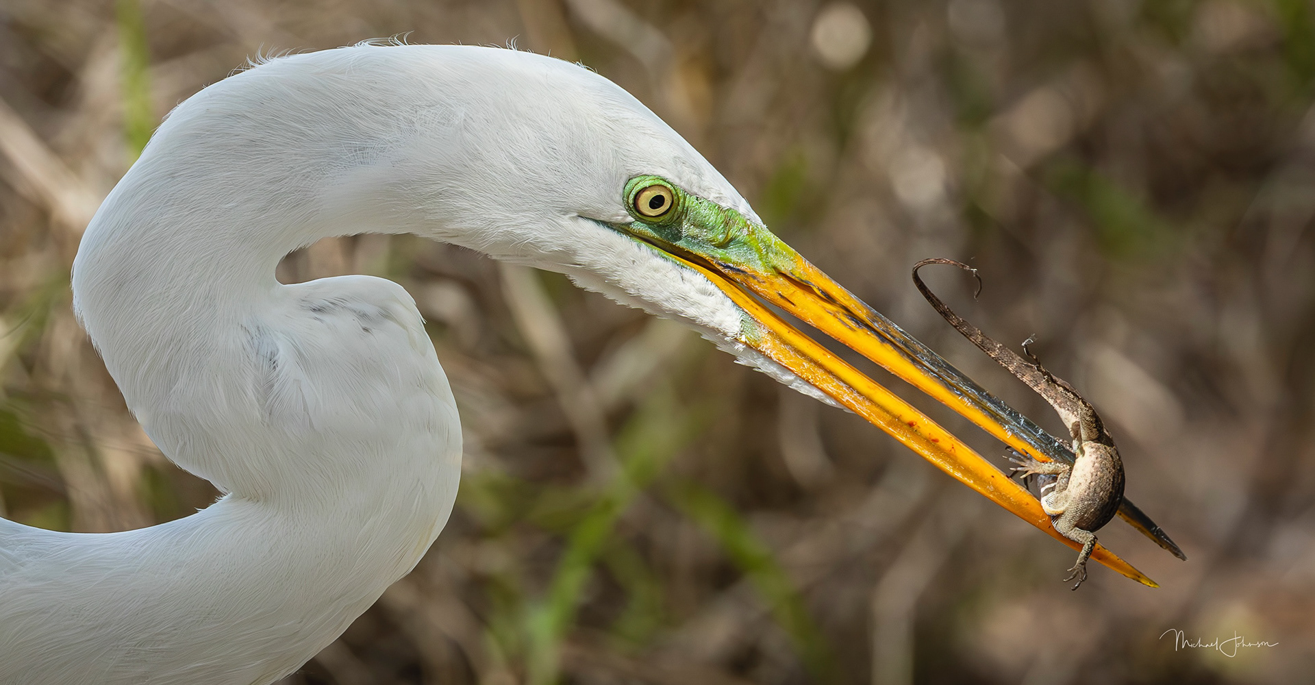 Great Egret