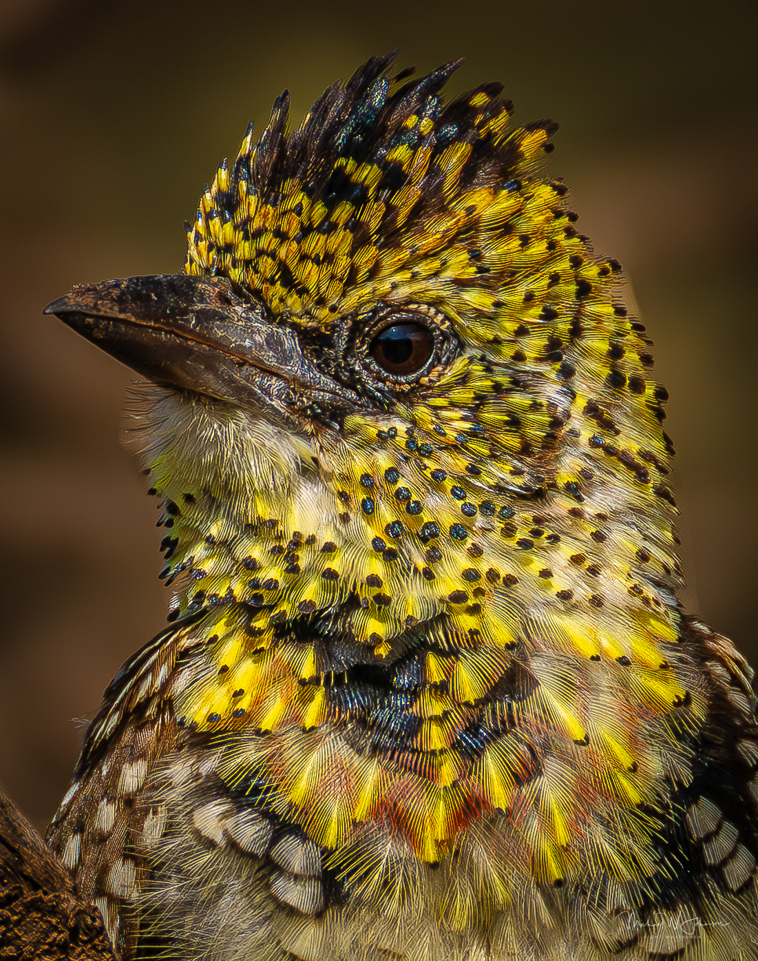 D'Arnaud's Barbet