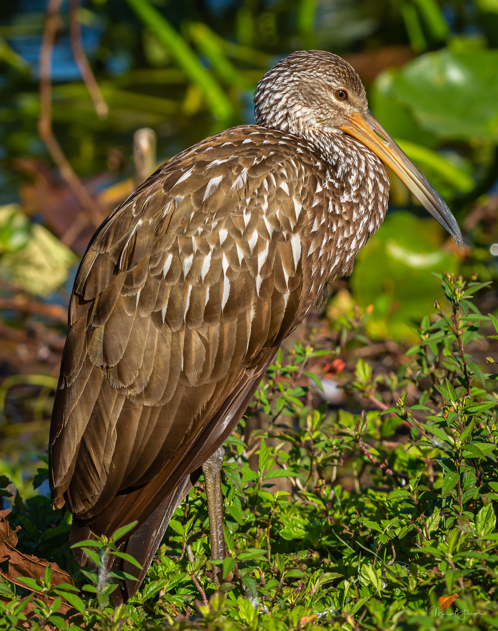 Limpkin