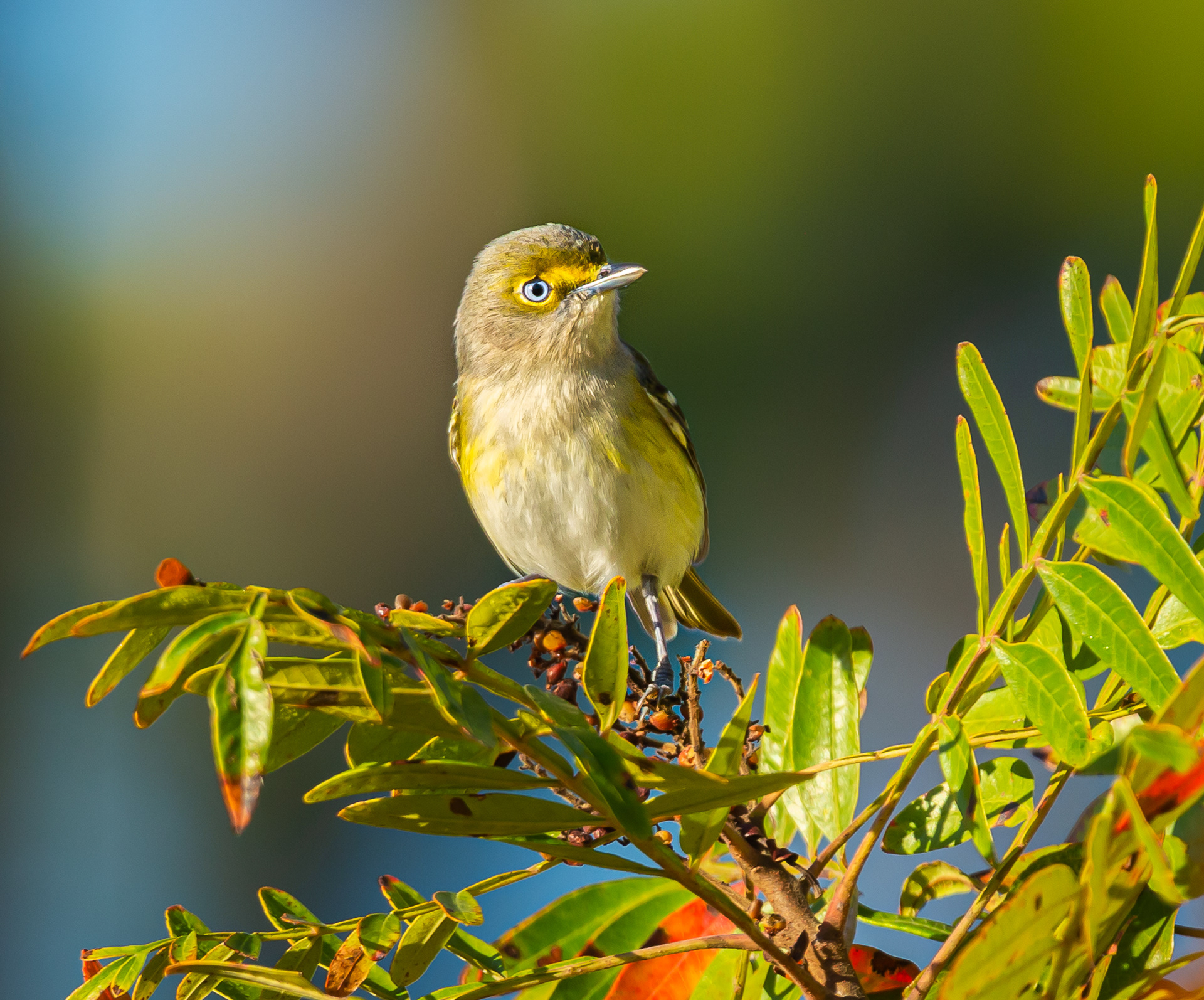 White-eyed Vireo
