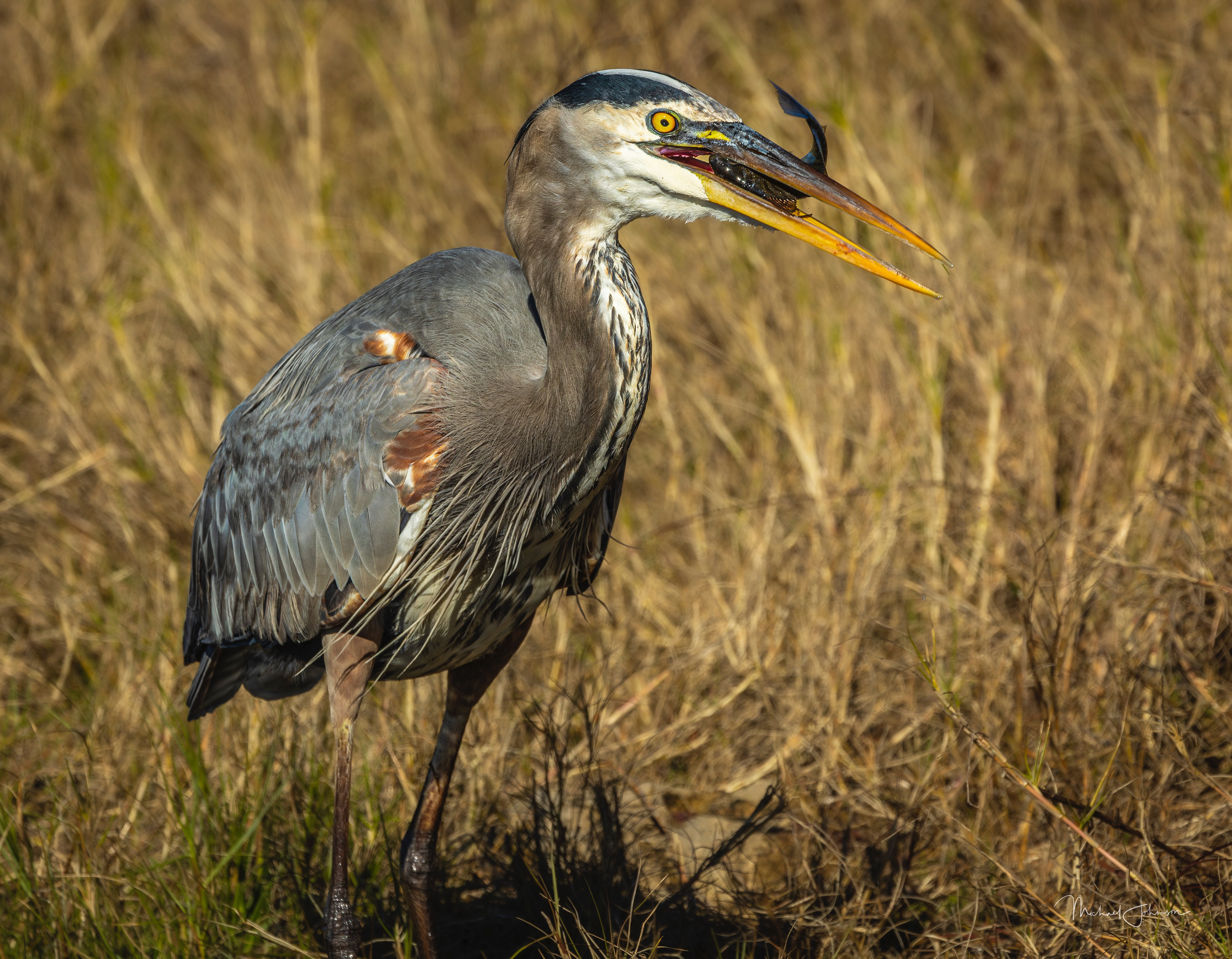 Great Blue Heron