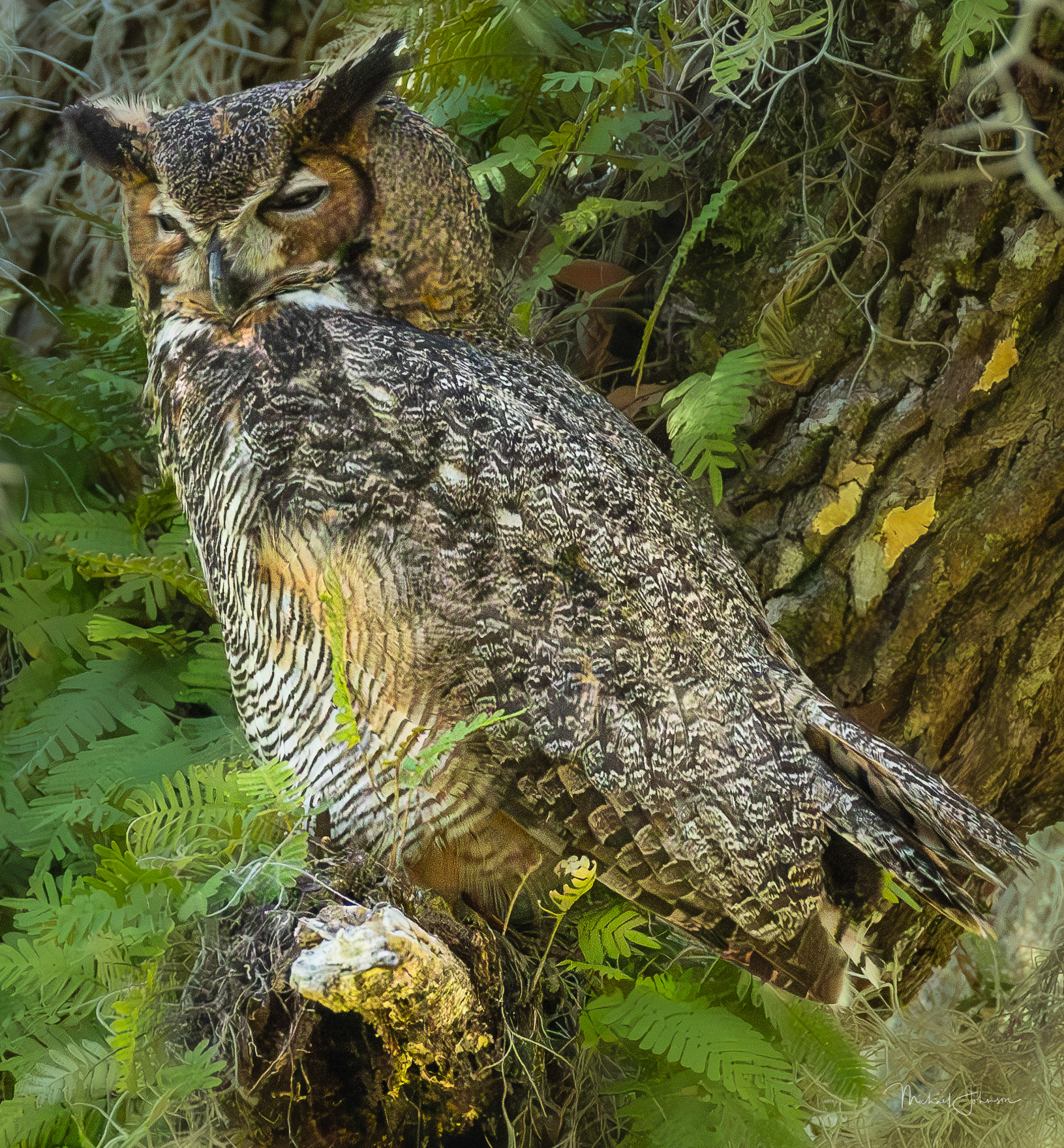 Great Horned Owl