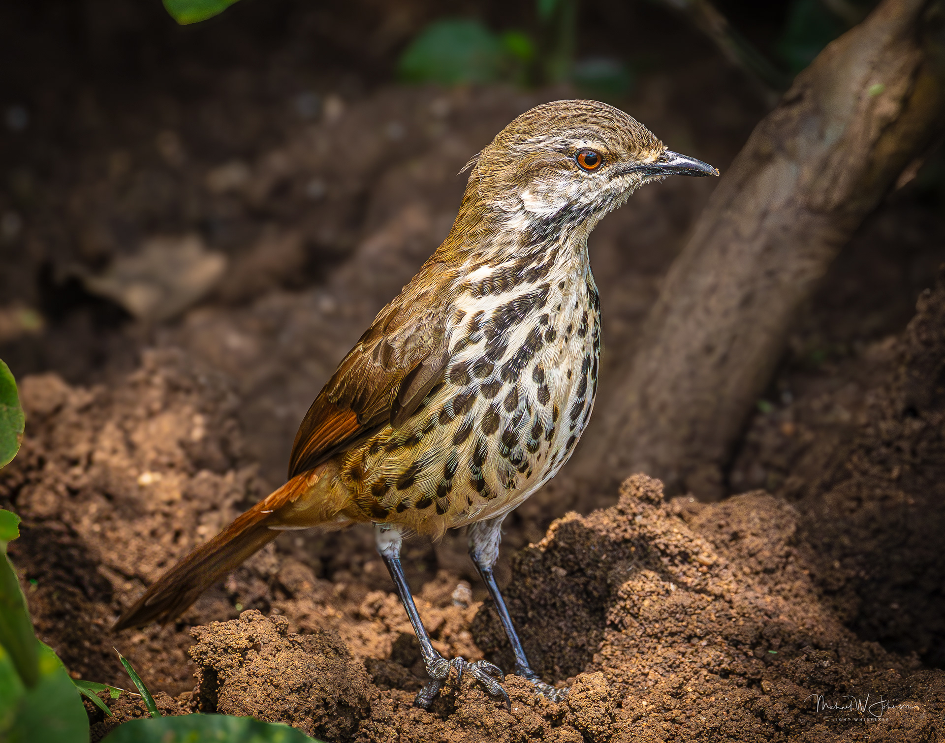 Spotted Morning Thrush