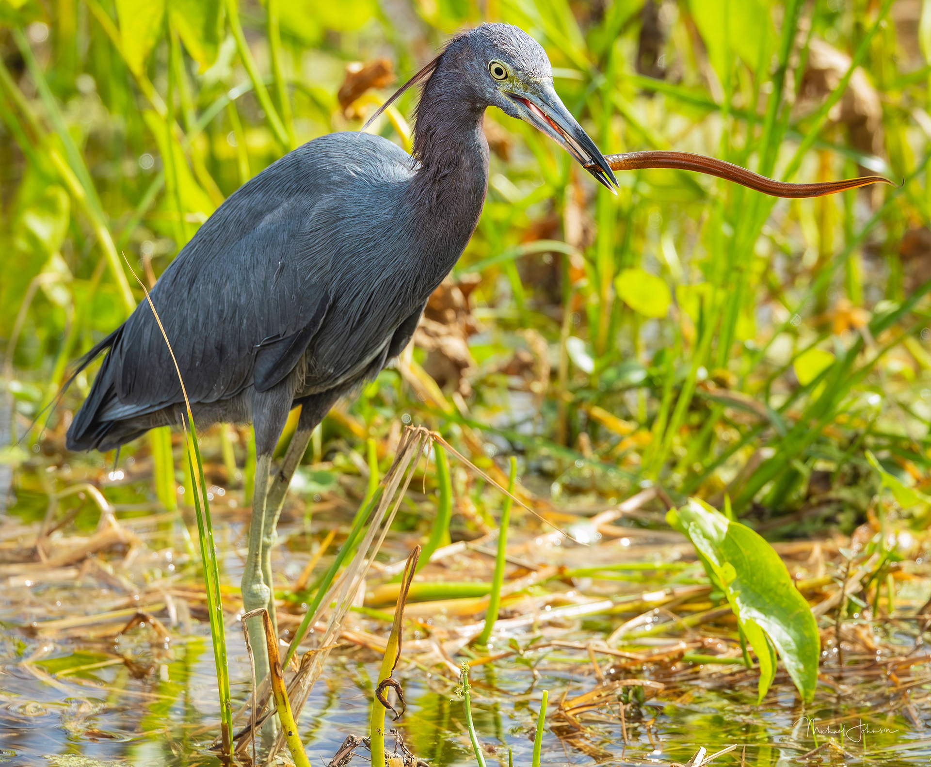 Little Blue Heron