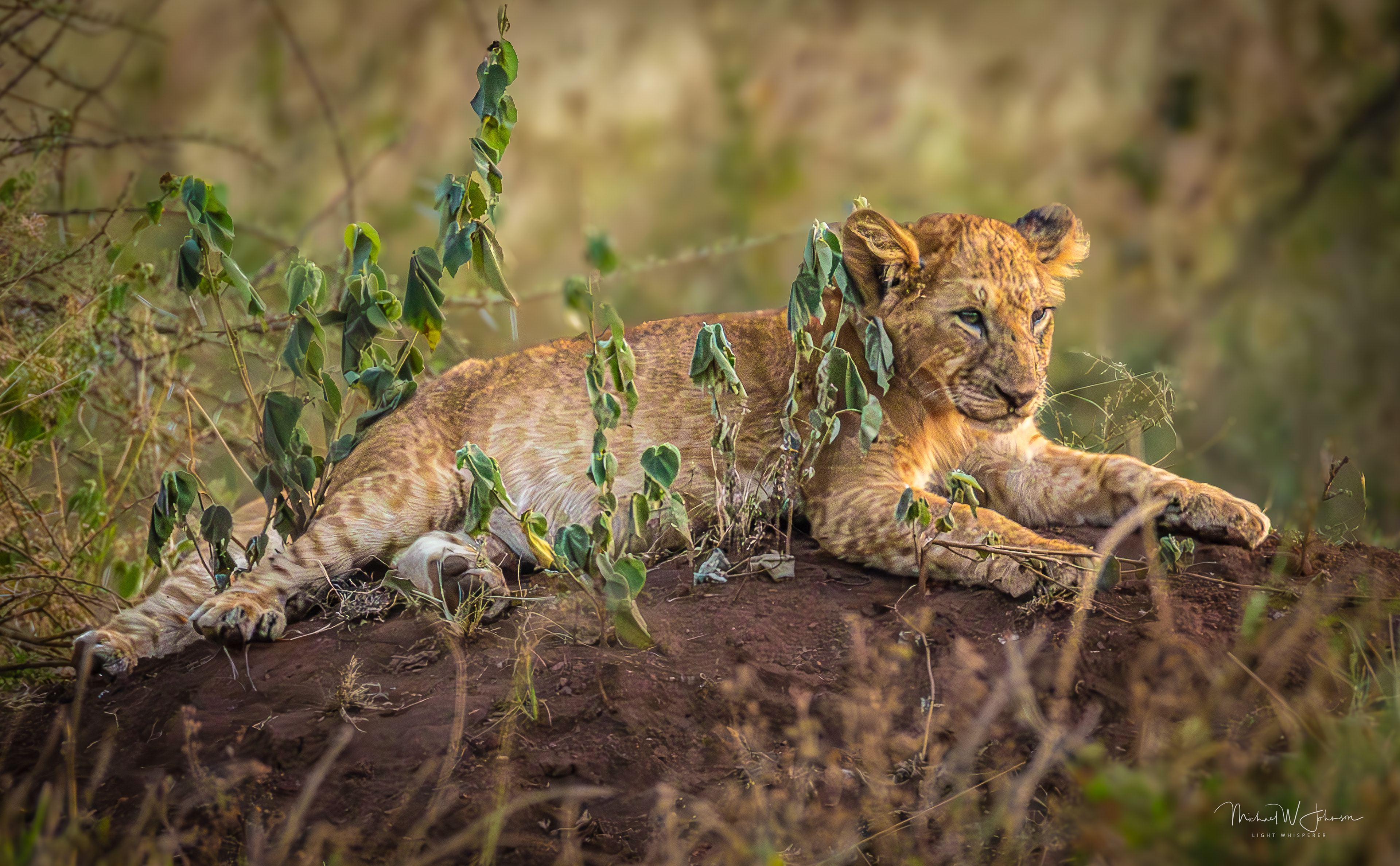 Lion Cub