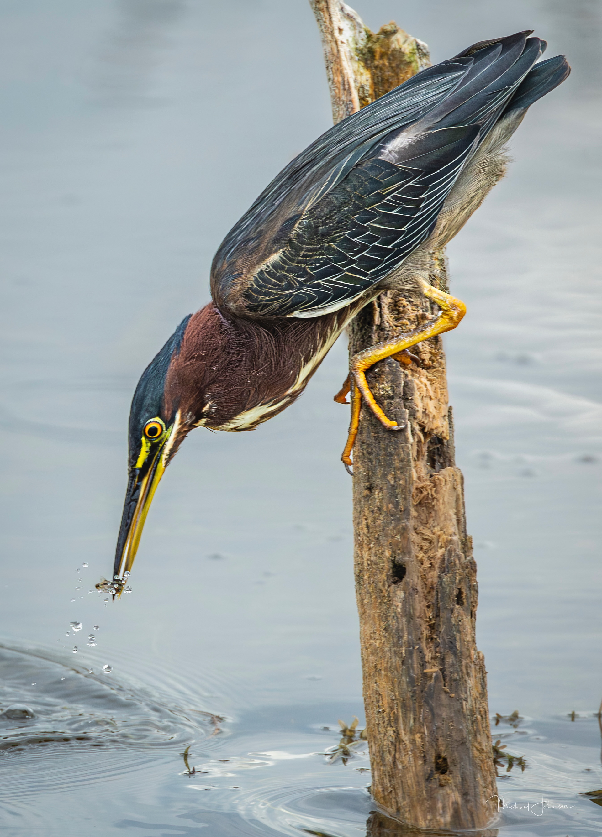 Green Heron