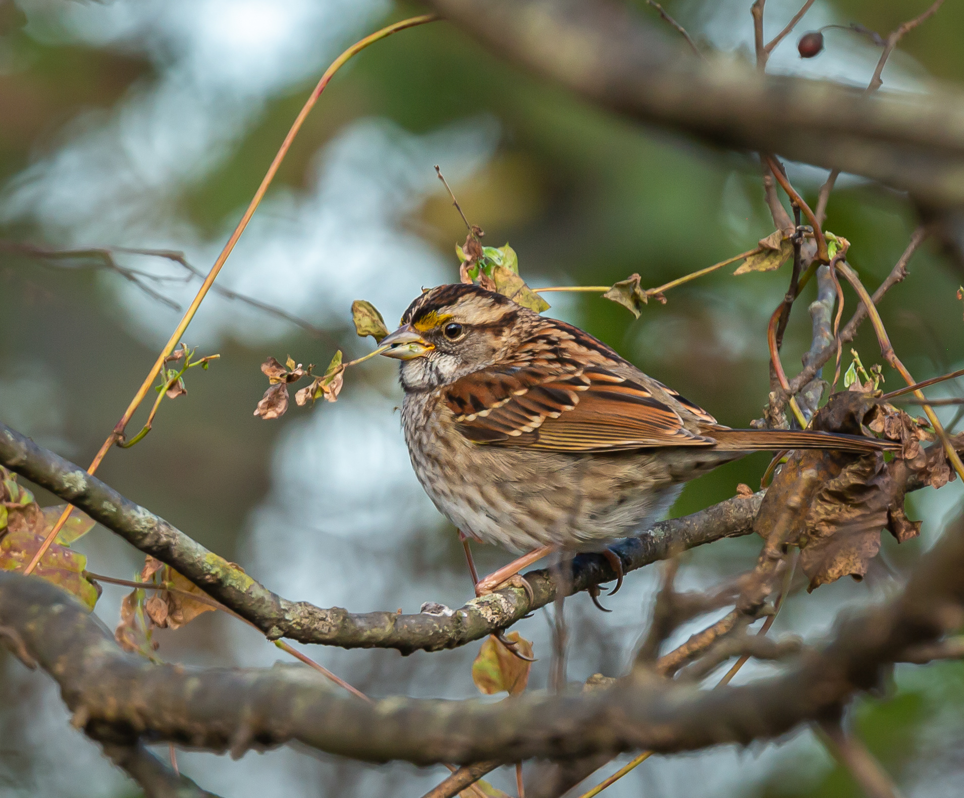 White-throated Sparrow