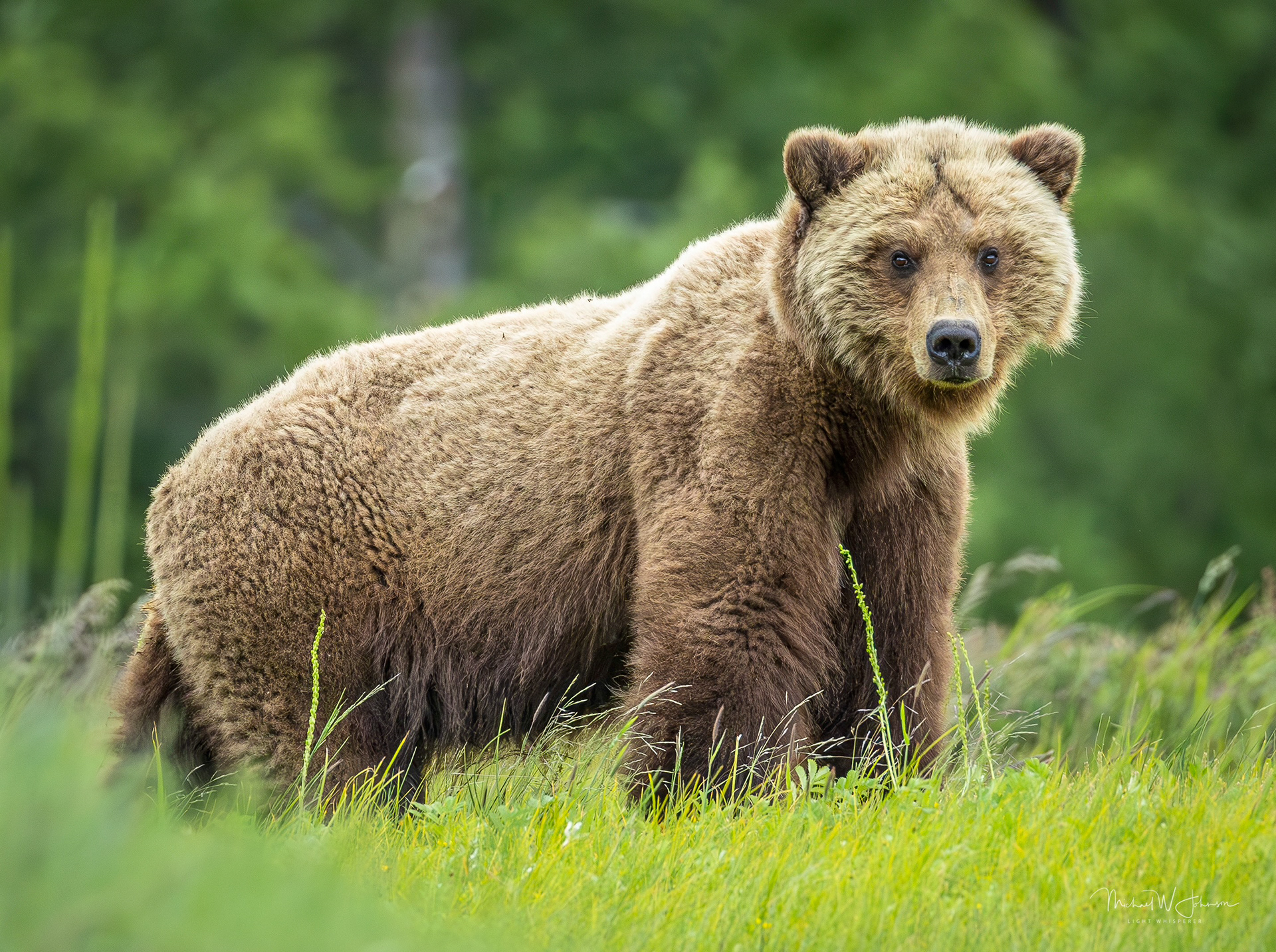 Brown Bear - Rip