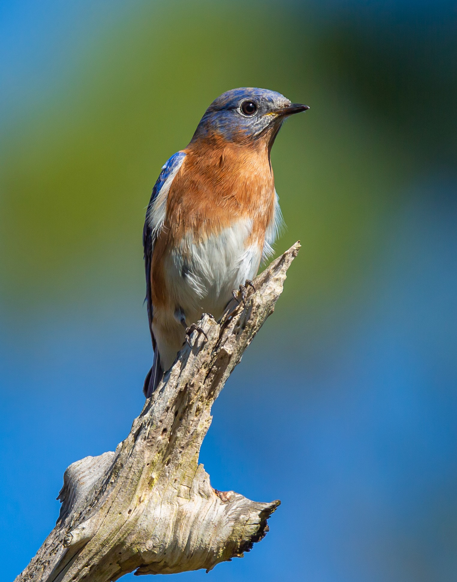 Espaço Espelho d'Agua - Lisbon, Portugal - February 21-23, 2020  Visionary - Eastern Bluebird
