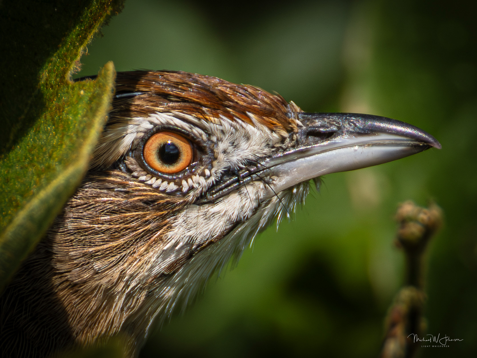 Moustached Grass Warbler