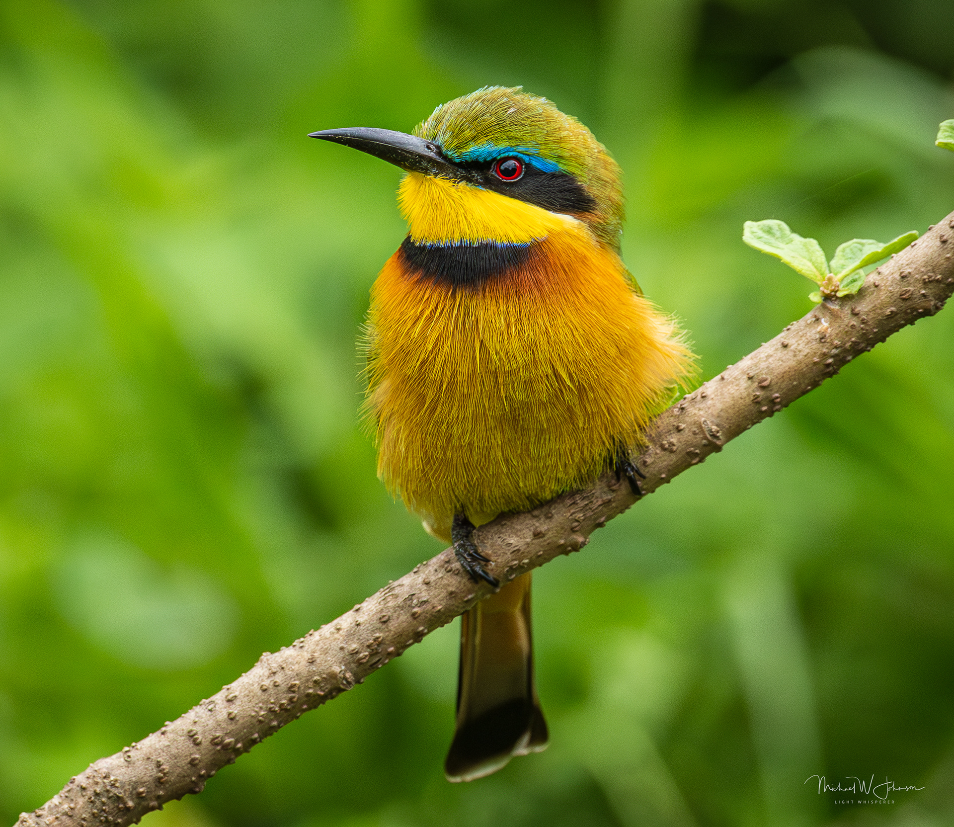 Little Bee-eater