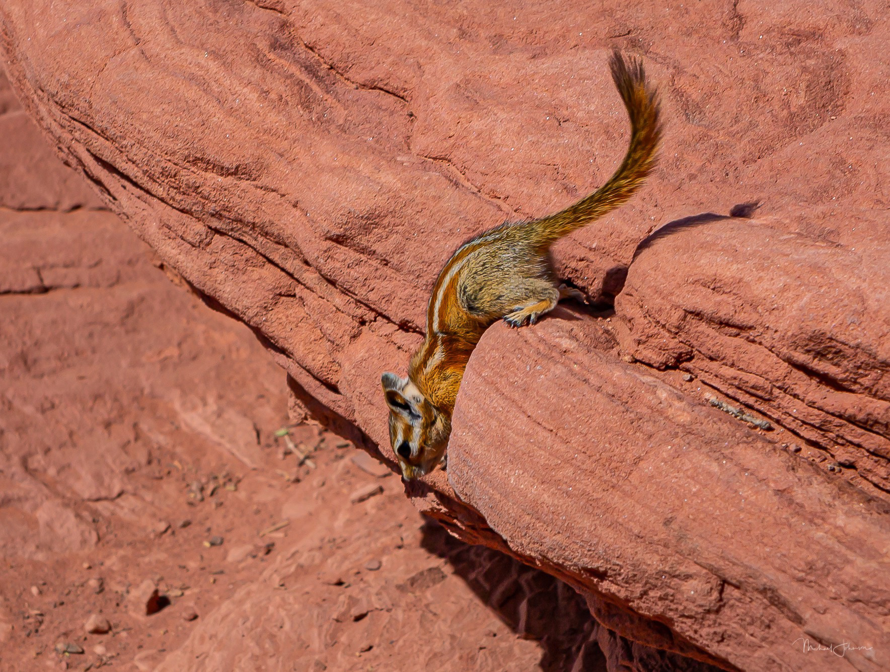 Canyonlands National Park - Grand View Point Overlook - Chipmunk