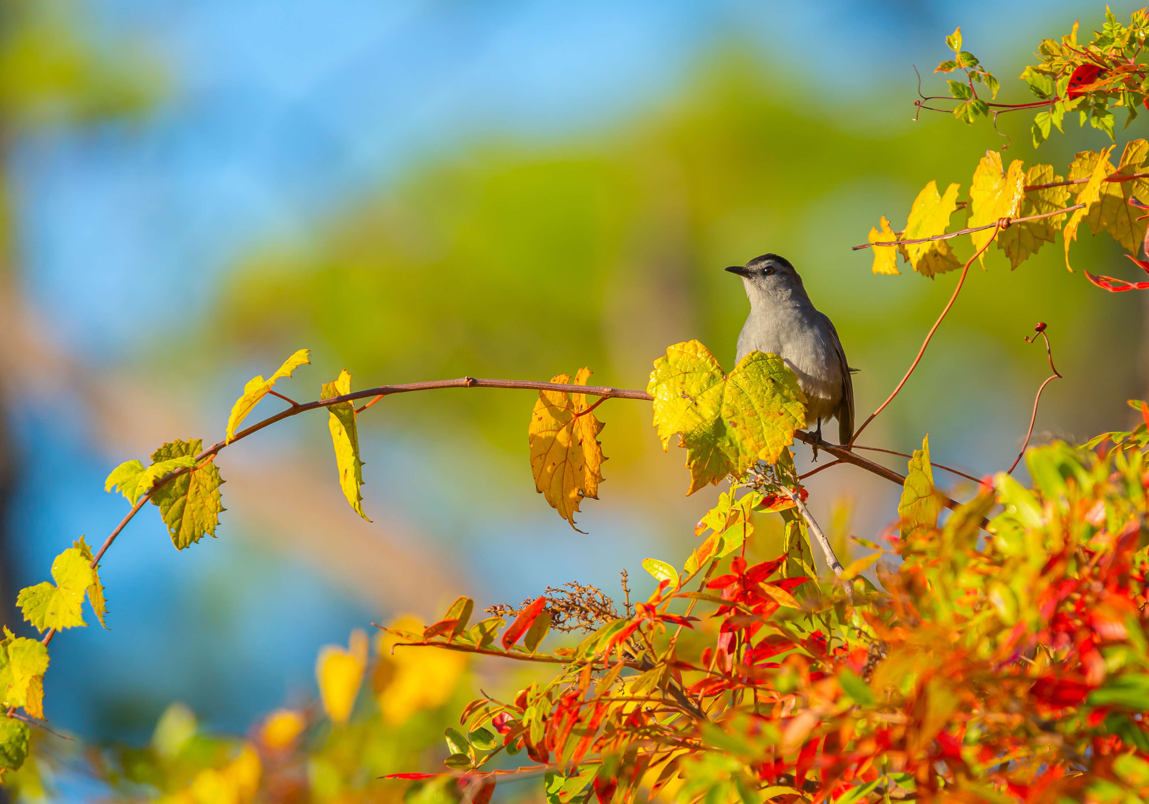 Gray Catbird