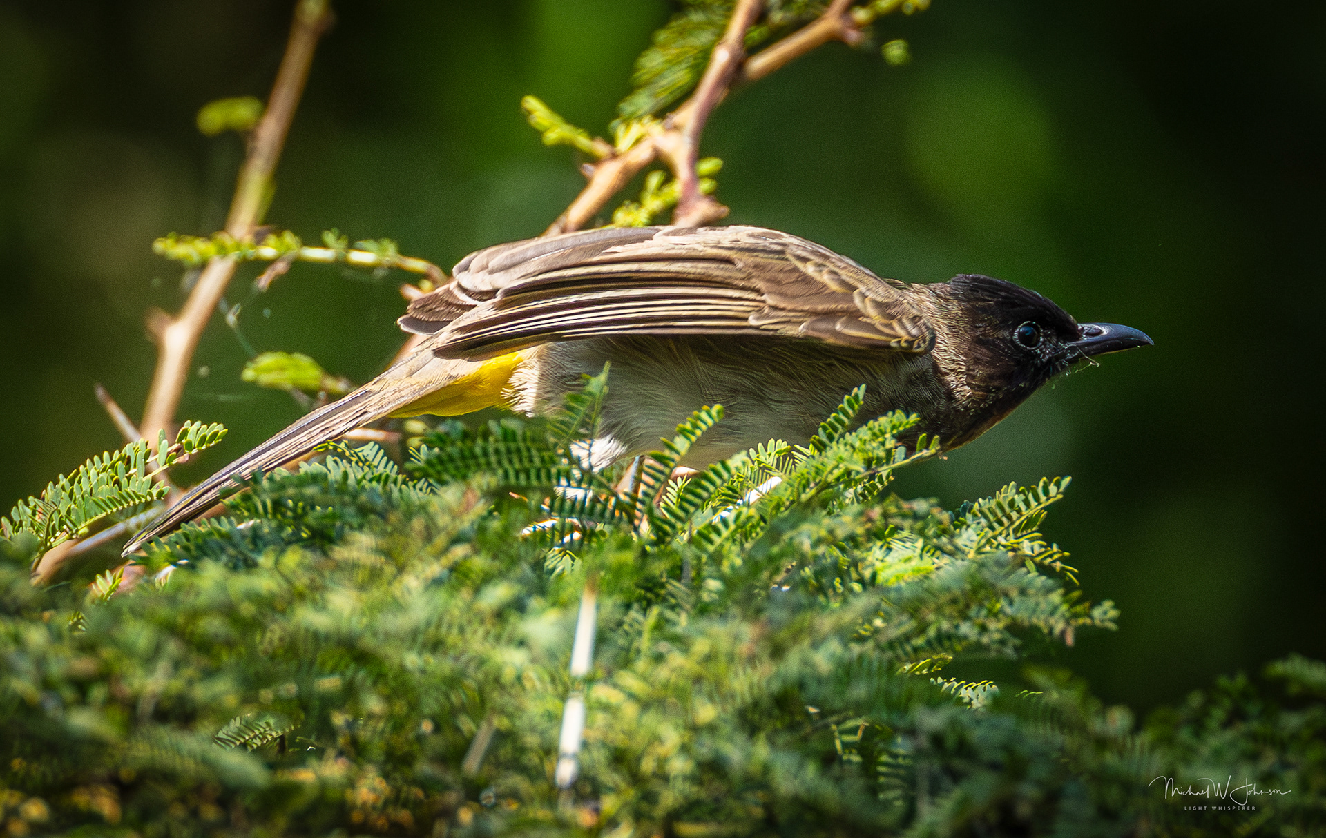 Common Bulbul