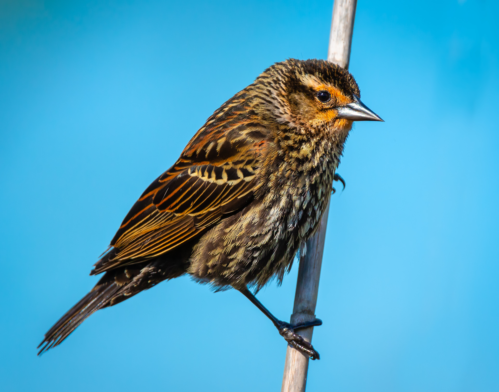 Red-winged Blackbird