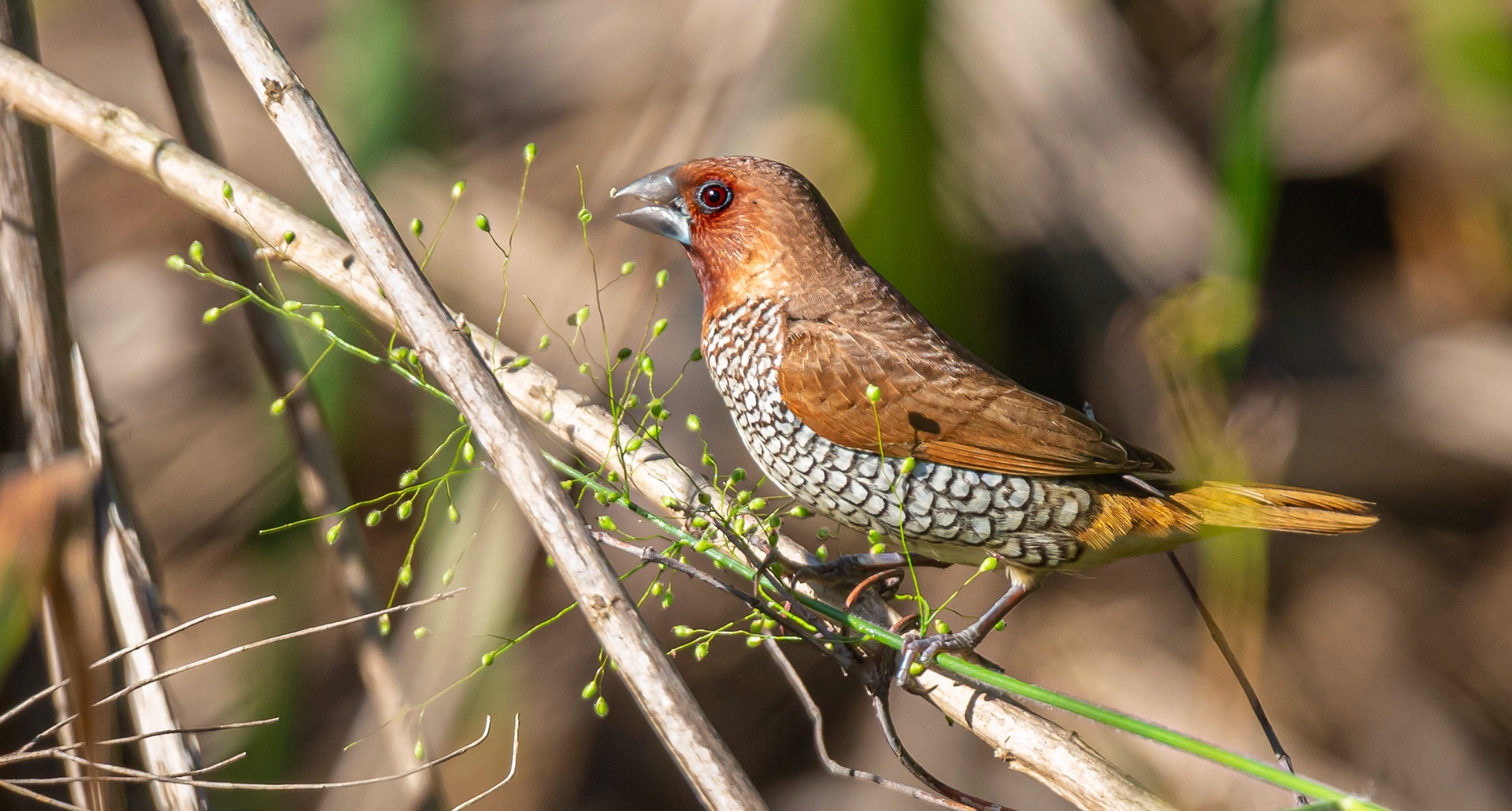 Scaly-breasted Munia