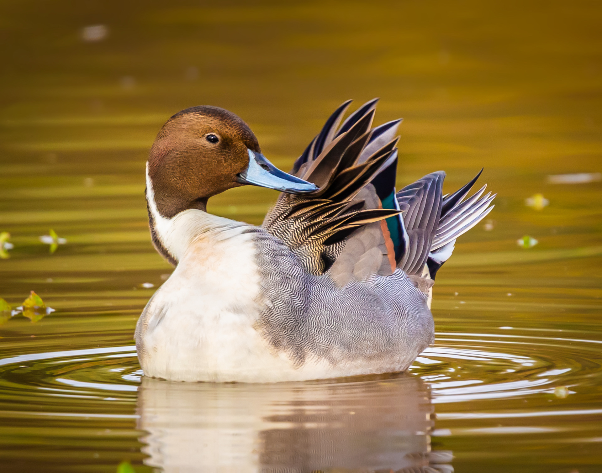 Northern Pintail