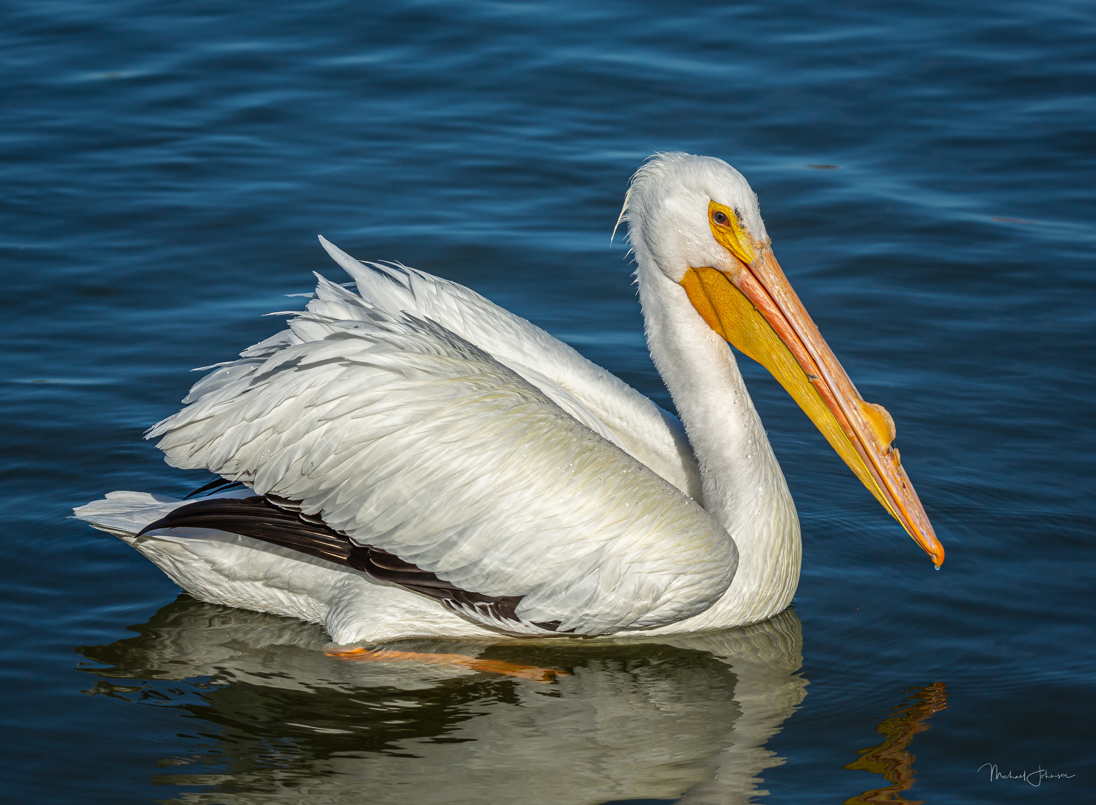 White Pelican