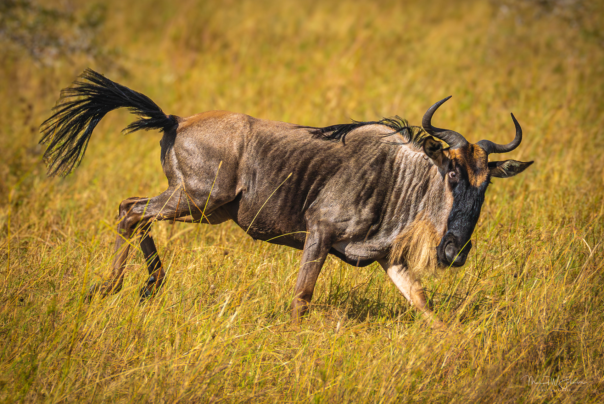Wildebeest