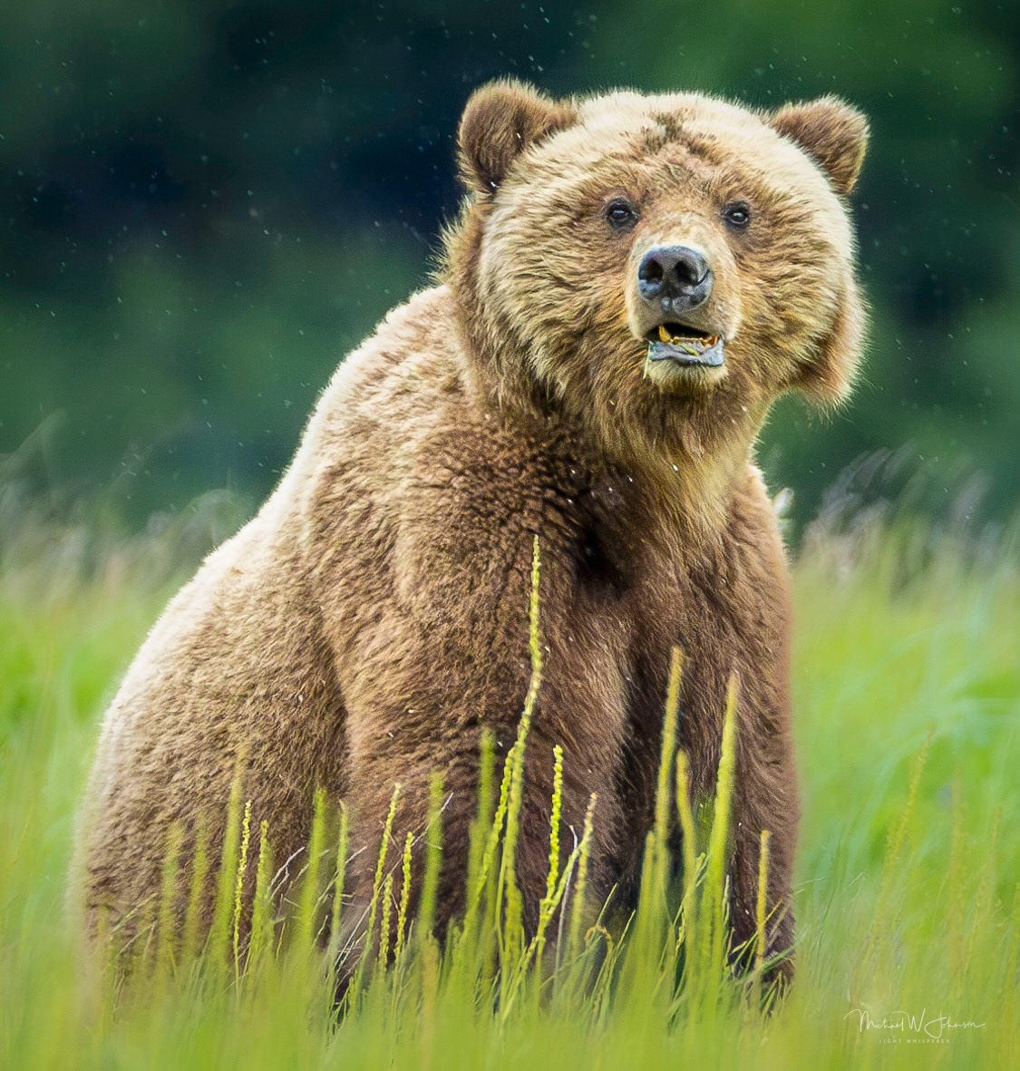 Brown Bear - Rip