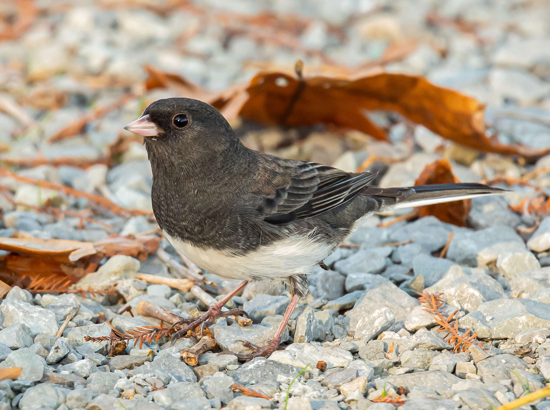 Junco