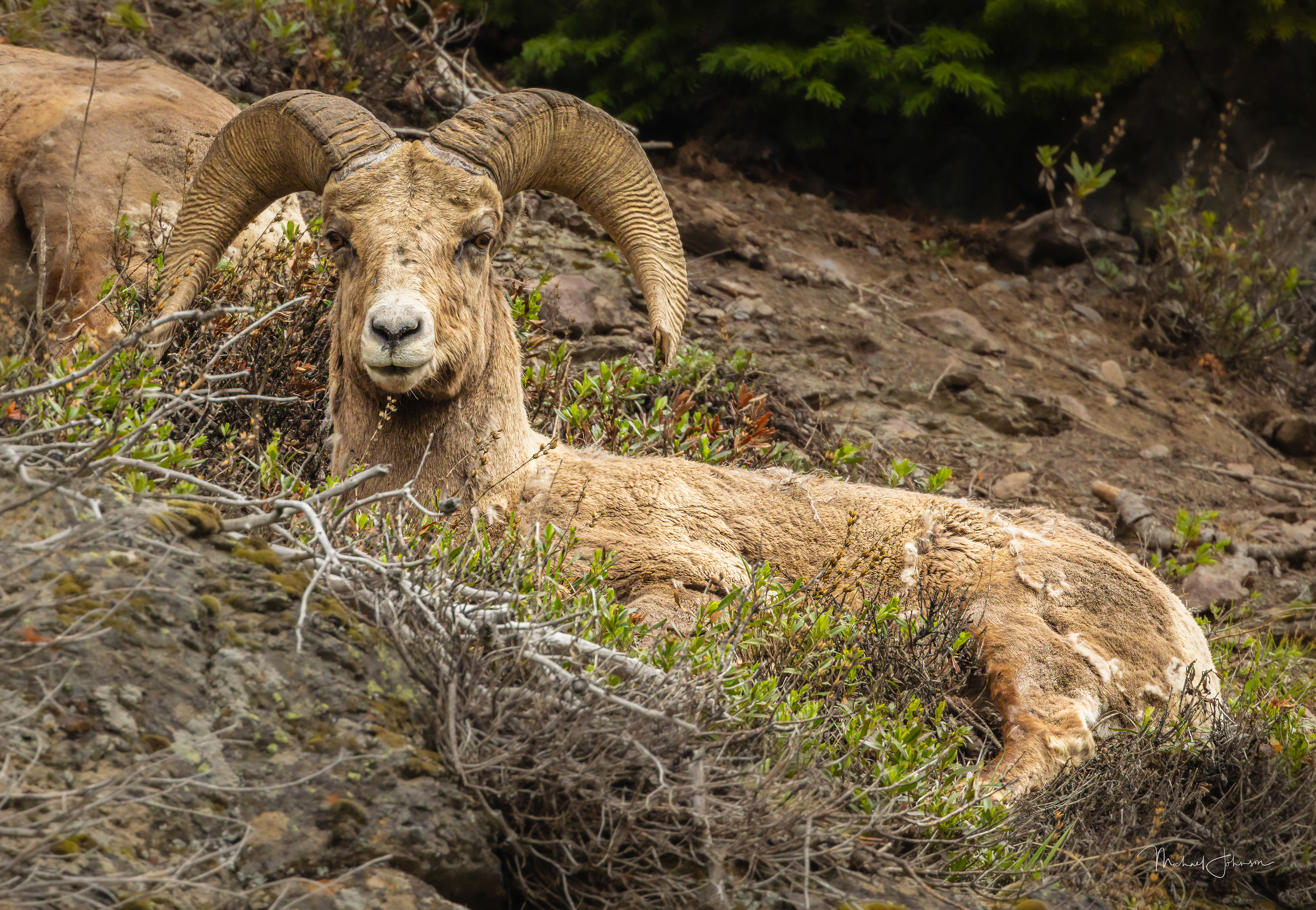 Bighorn Sheep