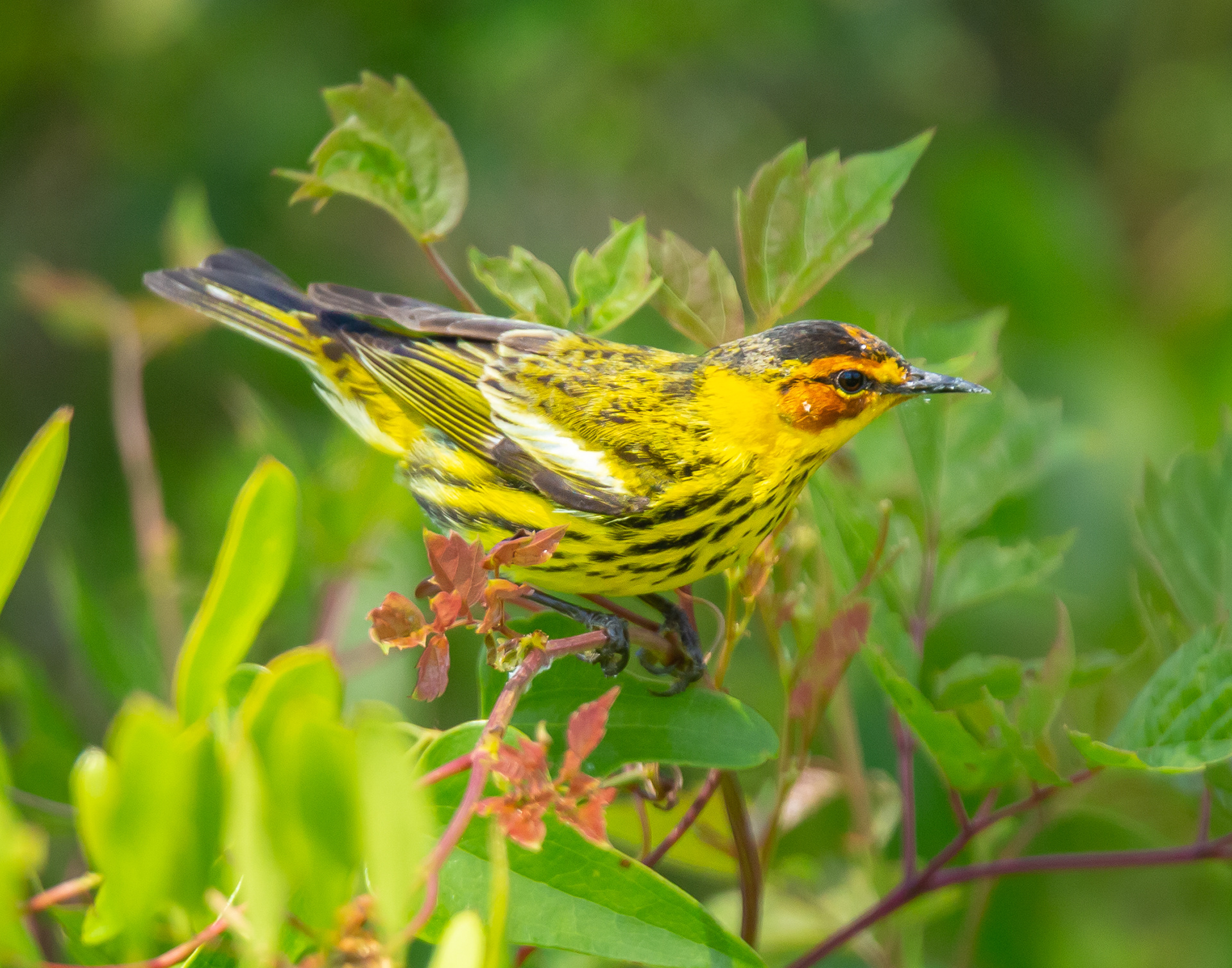 Cape May Warbler