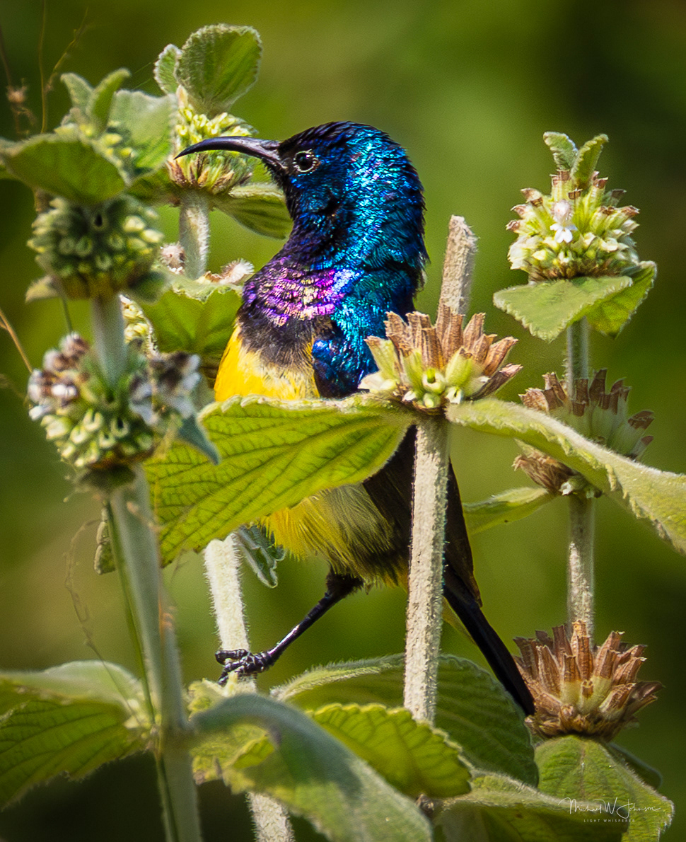 Variable Sunbird
