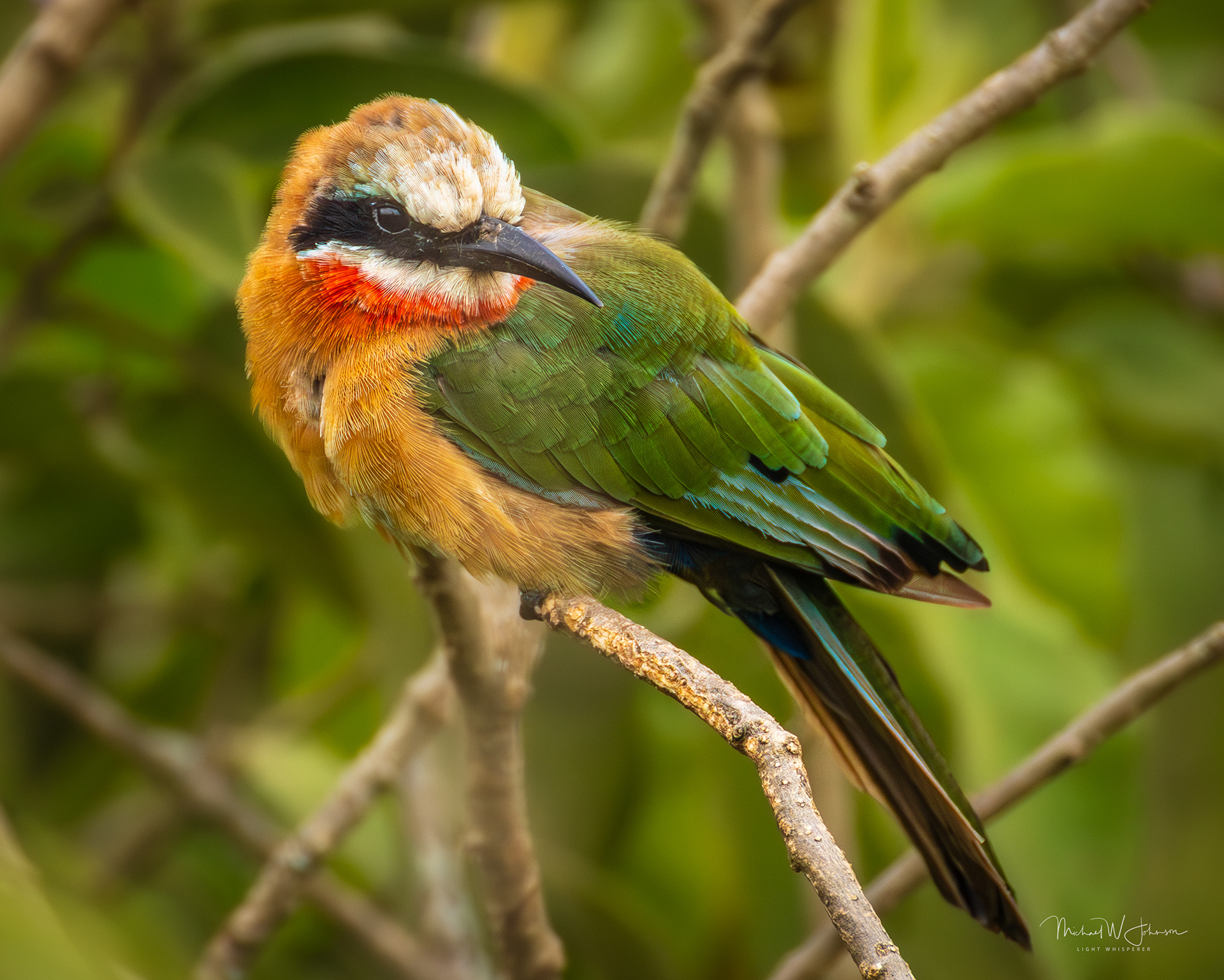 White-fronted Bee-eater