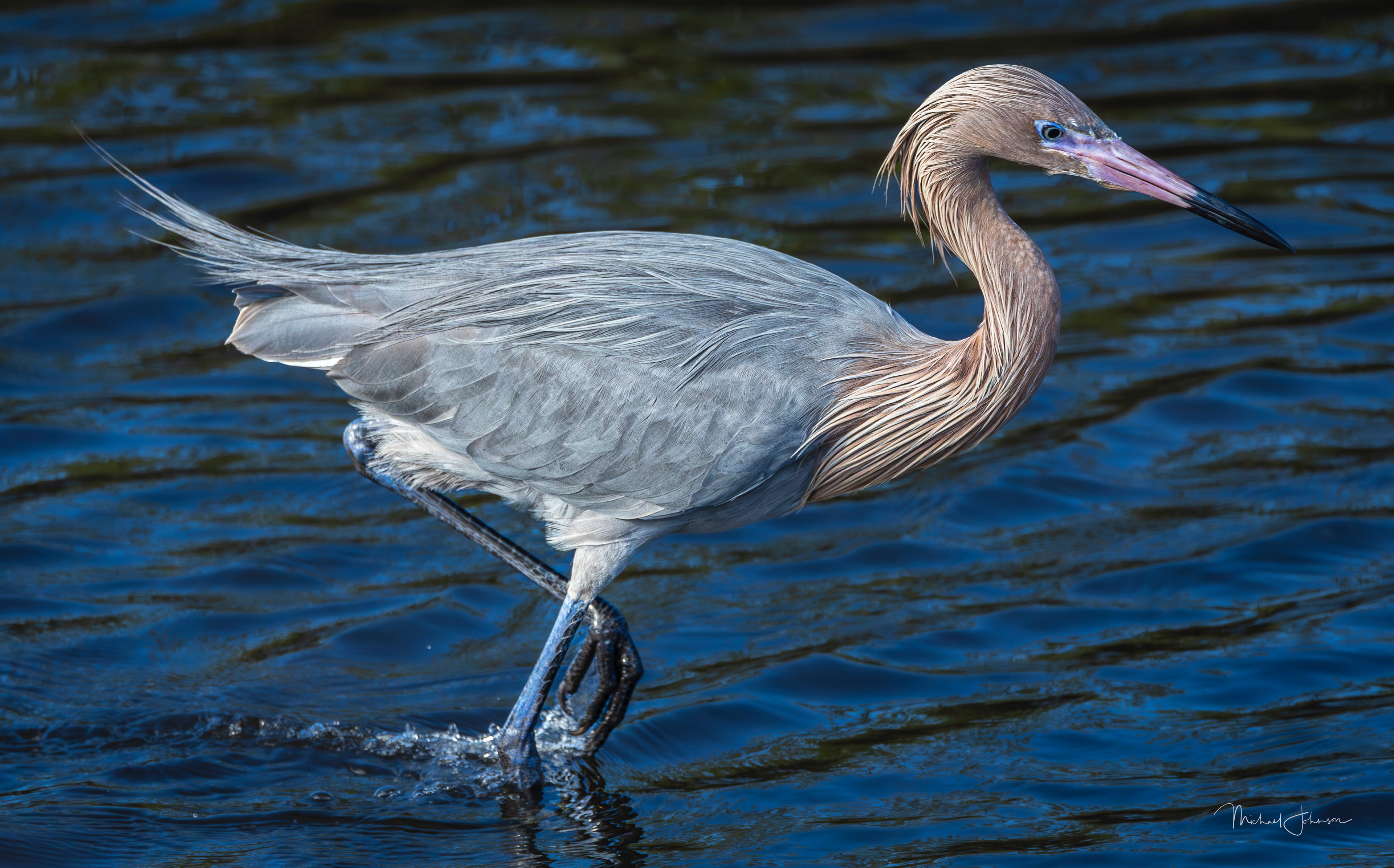 Reddish Egret