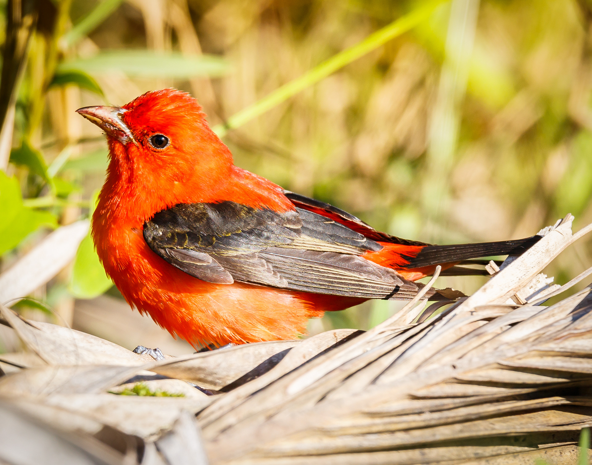 Scarlet Tanager