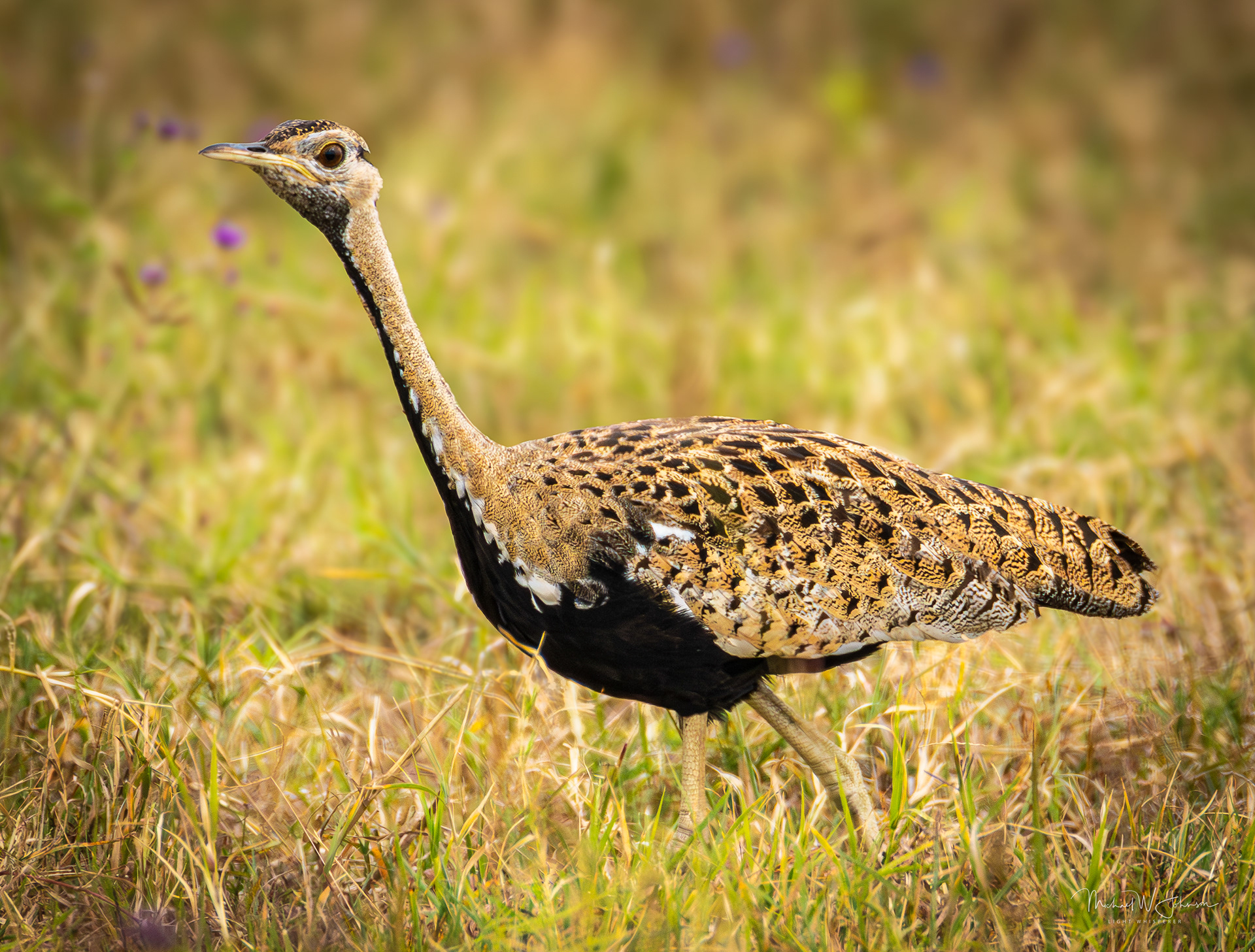Black-bellied Bustard