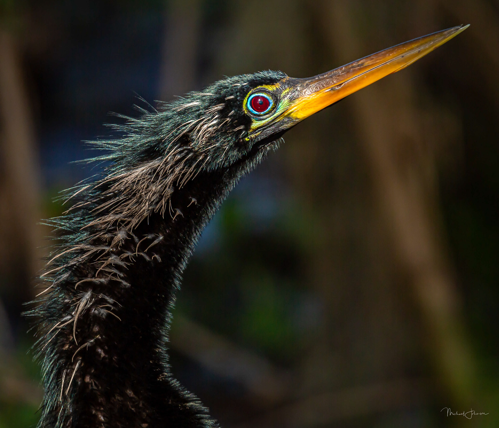 Anhinga