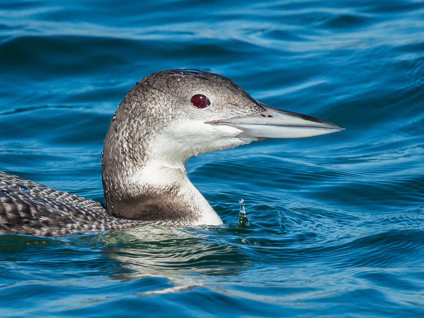 Common Loon