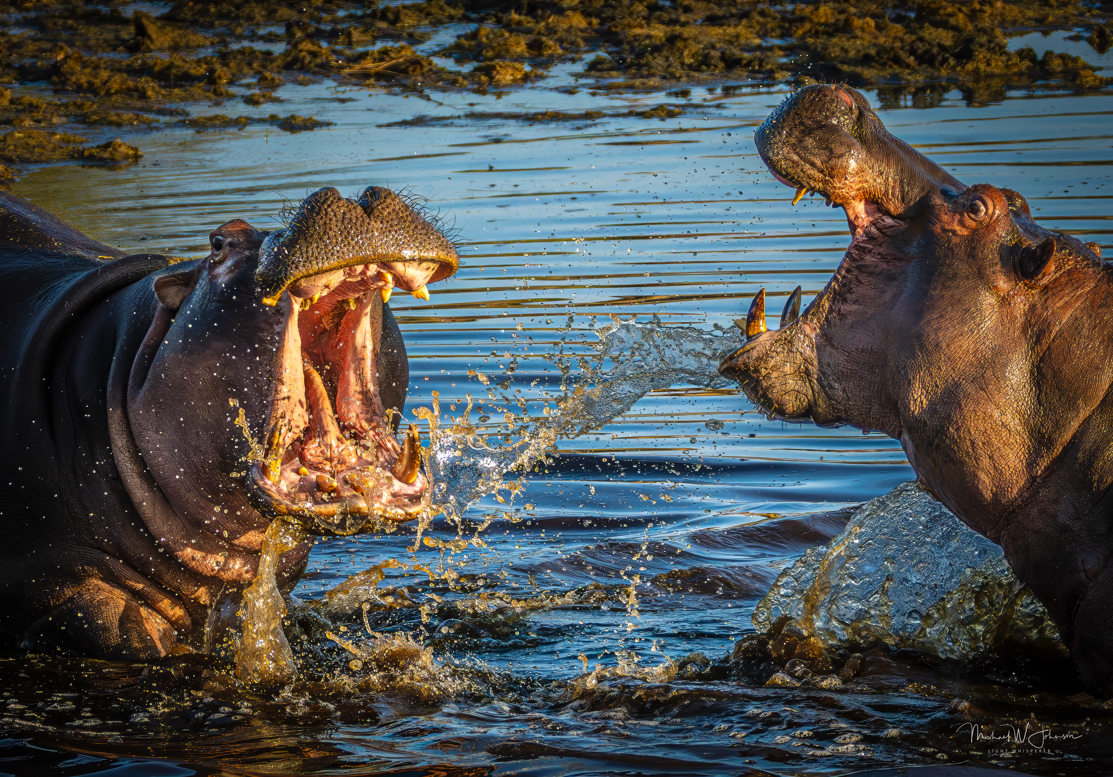 Hippos Fighting