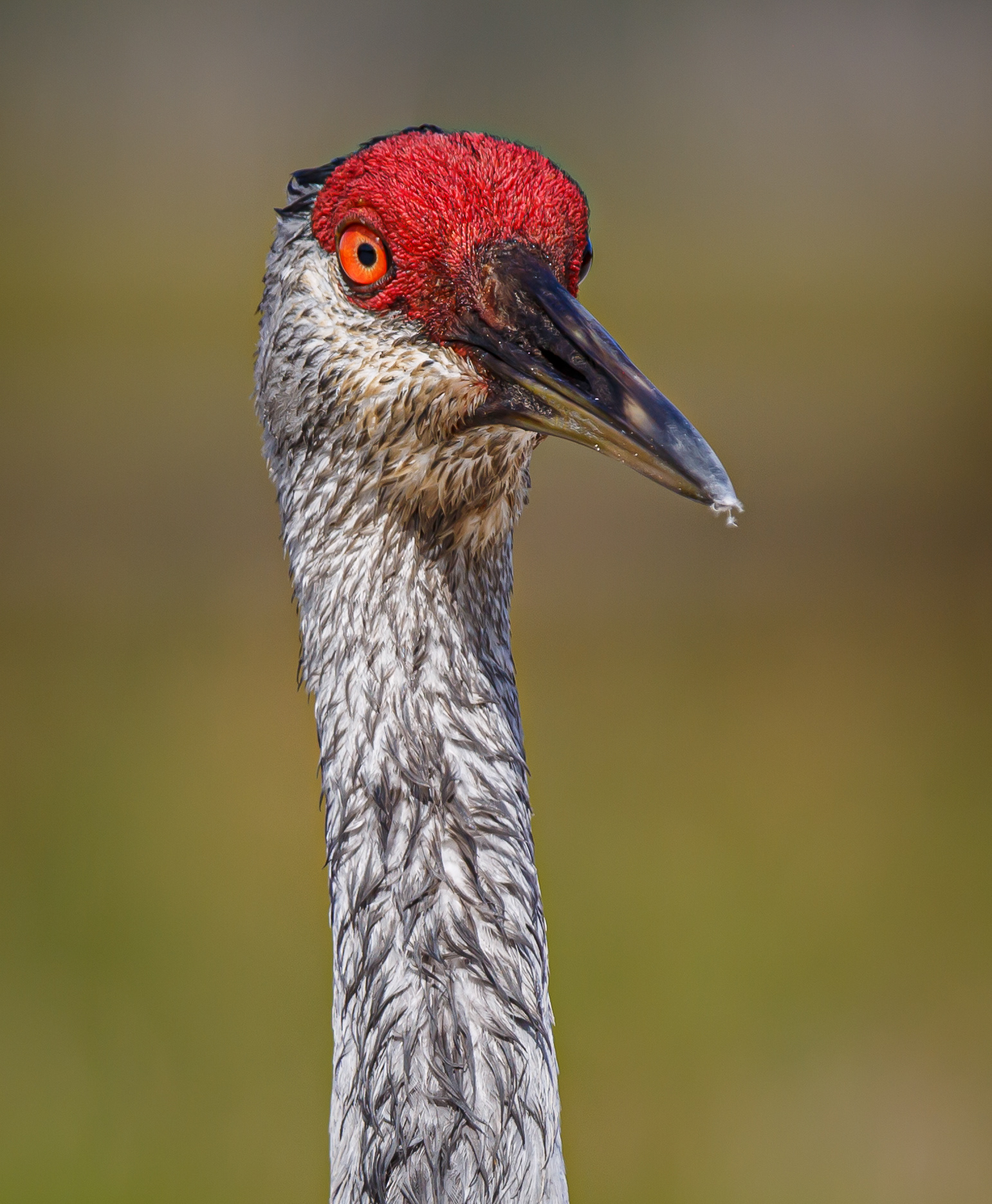 Sandhill Crane