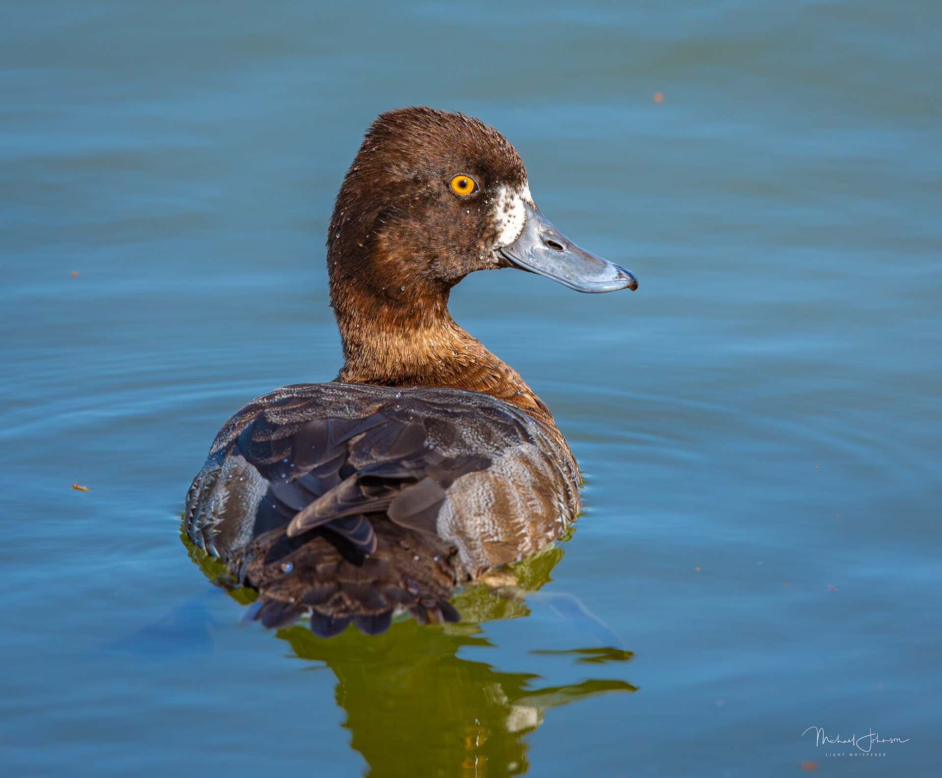 Greater Scaup